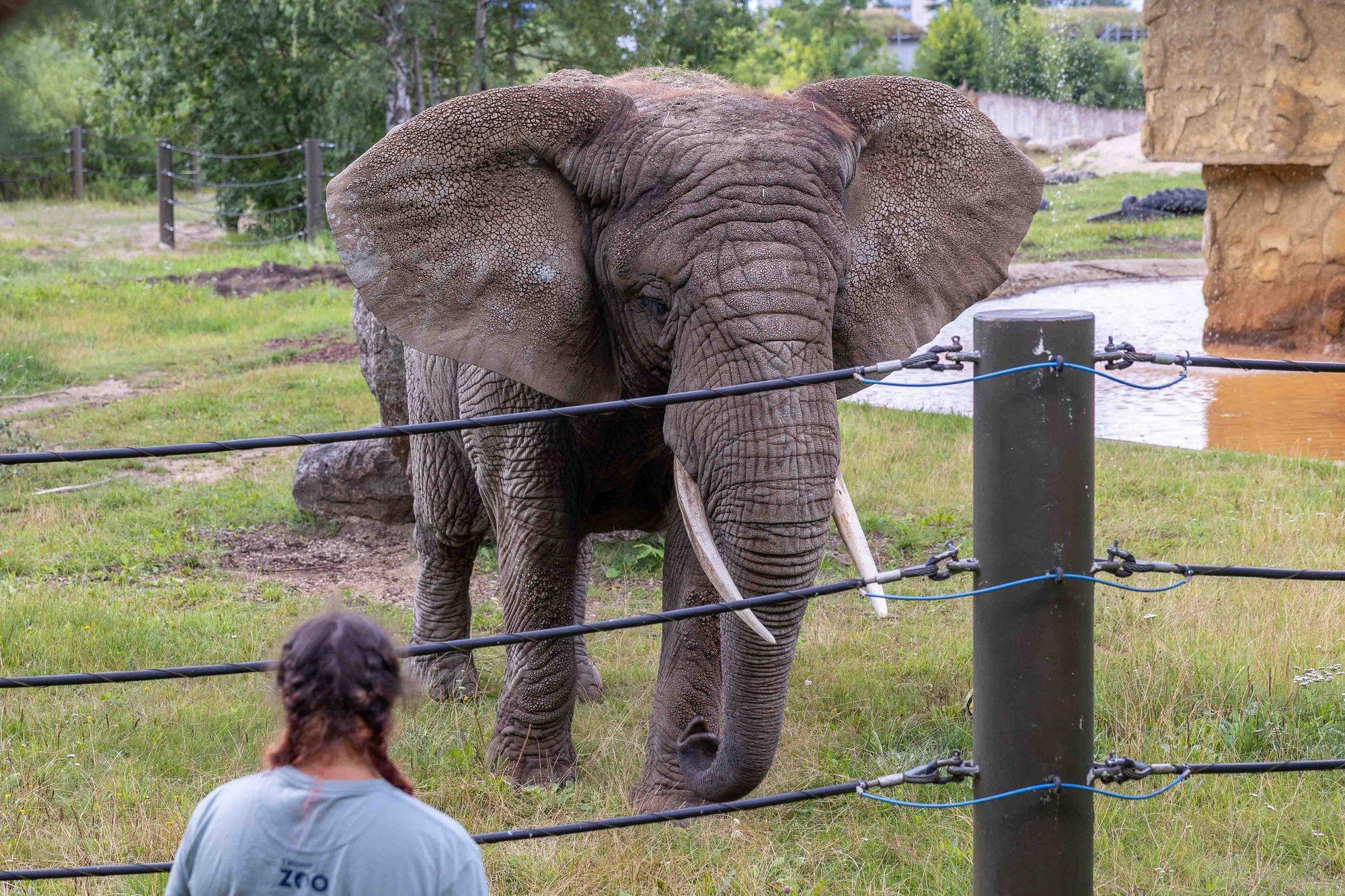 GALERII | Majesteetlikud londilised näitasid end Tallinna loomaaia elevantide päeval
