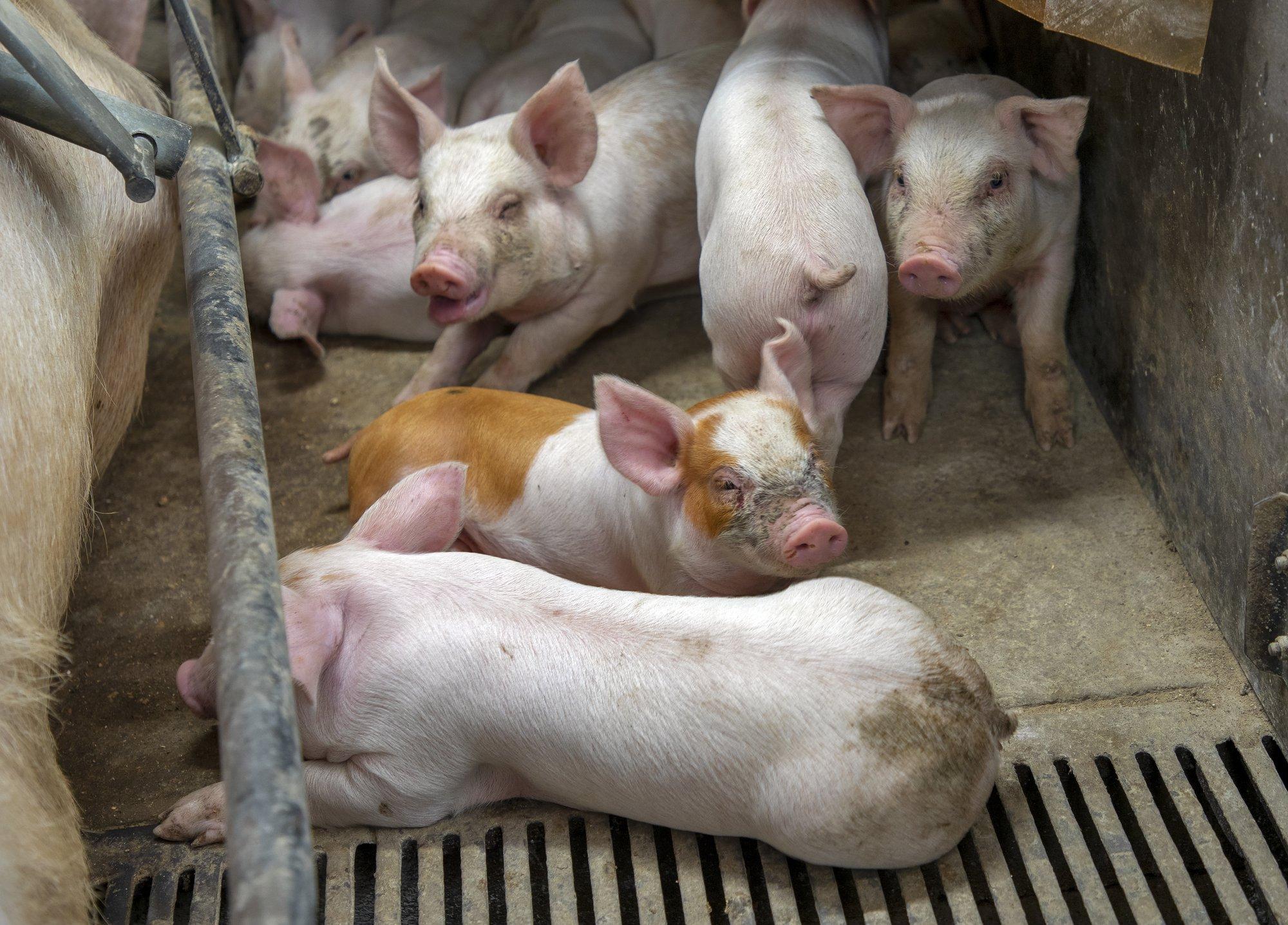 GUUD, BÄÄD & NÄDALA SÕNA | Täiskasvanud otsivad abi luti lutsutamisest