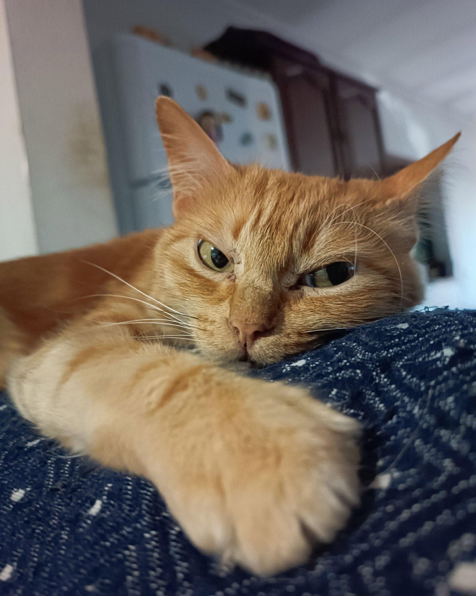 Kui omanikku enam ei ole: milles väljendub kassi lein ja kuidas teda aidata?