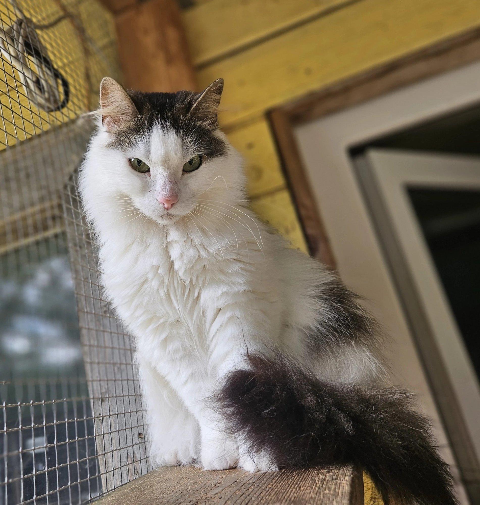 TAHAKS KOJU | Kaunis Laima naudib hoolitsetud välimust ja pikki paisid