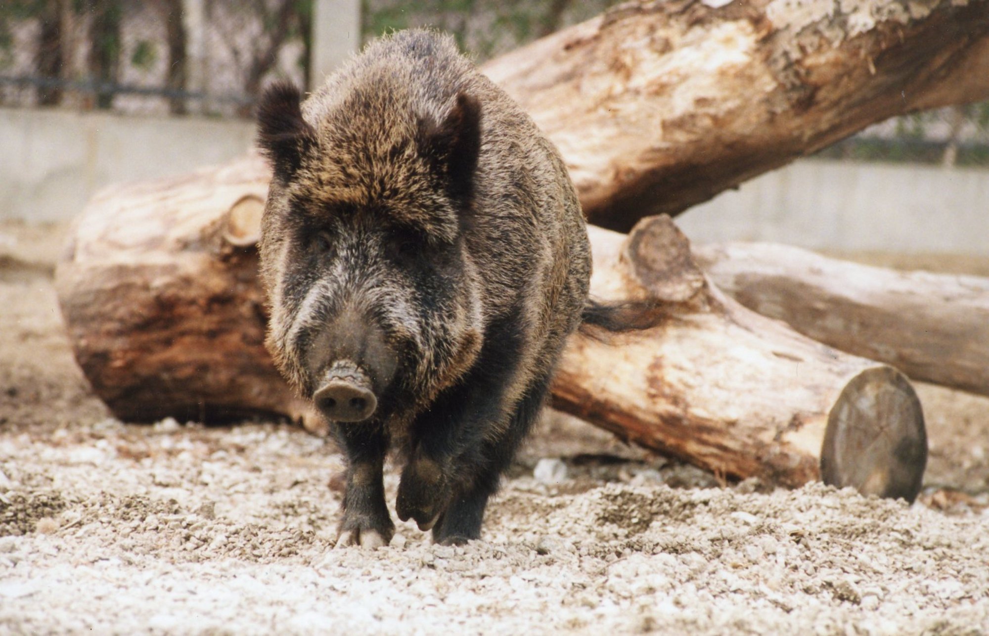 Soomlased on Eestis murettekitava kiirusega leviva seakatku pärast paanikas ja on kehtestanud mitmed piirangud
