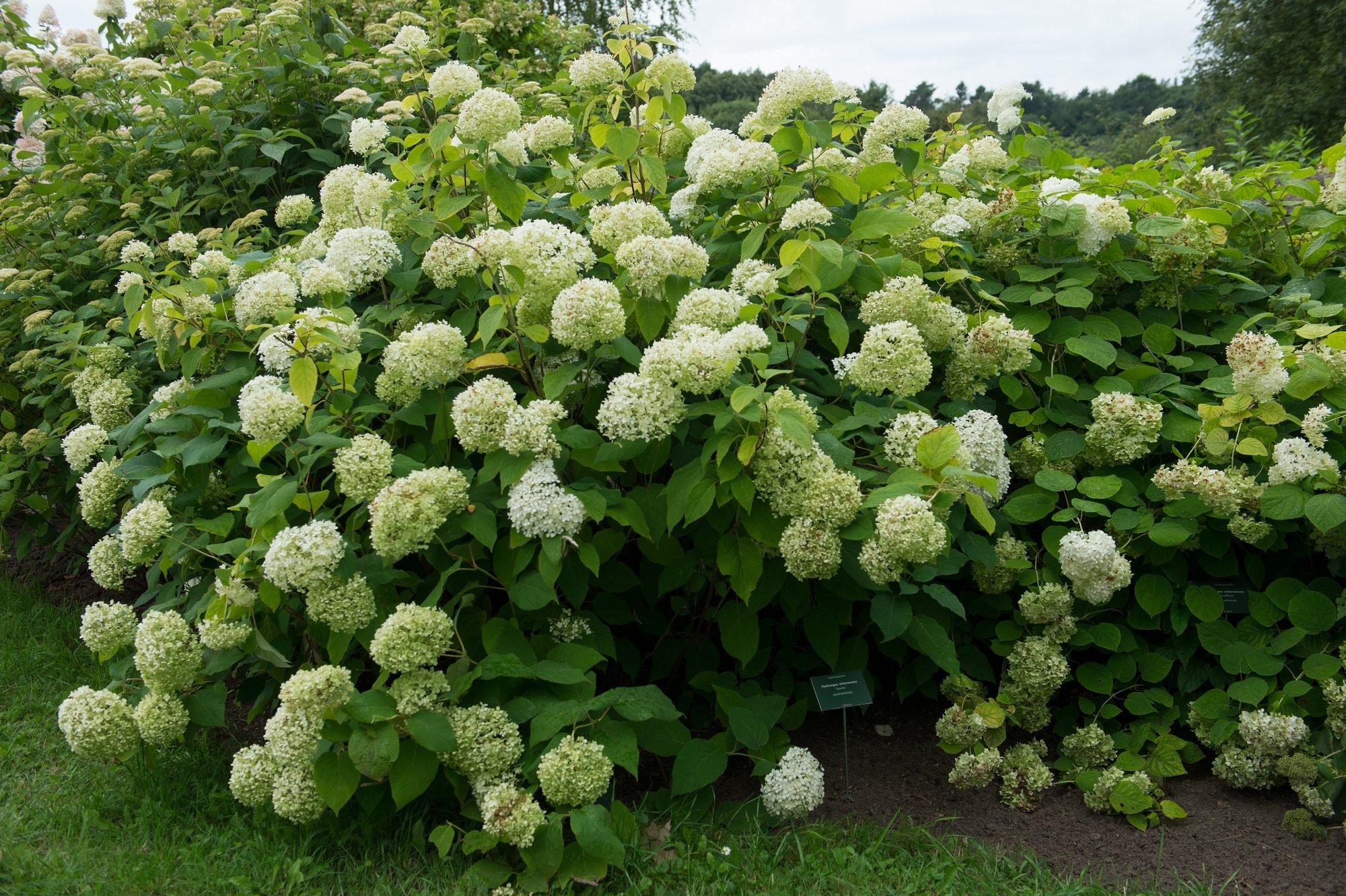 Eksperdid hoiatavad: halvim asi, mida hortensiate „heaks“ teha (ja nii jääd järgmisel aastal õitest ilma)