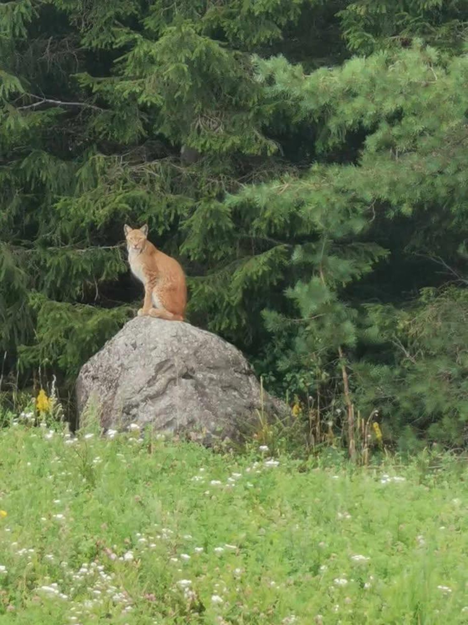 VIDEO | Mälestus jääb pikaks ajaks meelde: juhuslik mööduja kohtus Väike-Maarjas uhke ilvesega