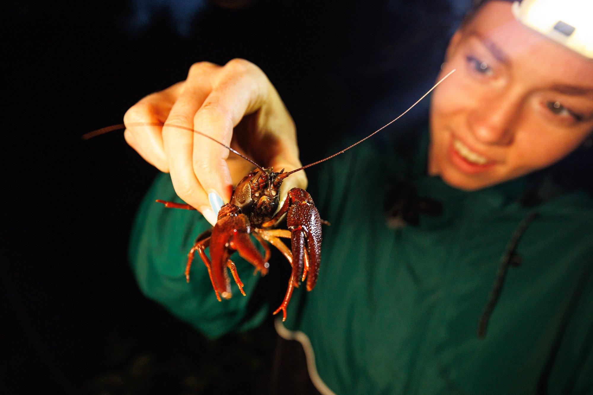 REPORTAAŽ | „Võtan nii palju kui vaja.“ Kuidas ma öösel jõevähki püüdsin