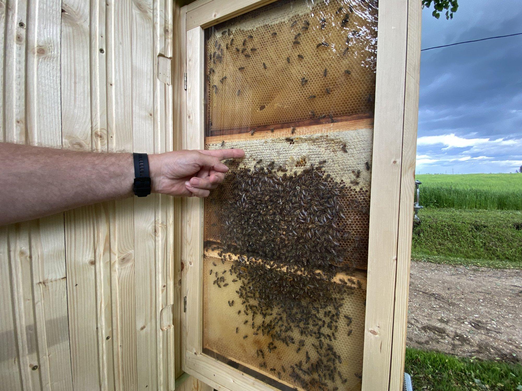 Mesinikud katastroofilisest meeaastast: Eesti mesi saab otsa juba jaanuaris!