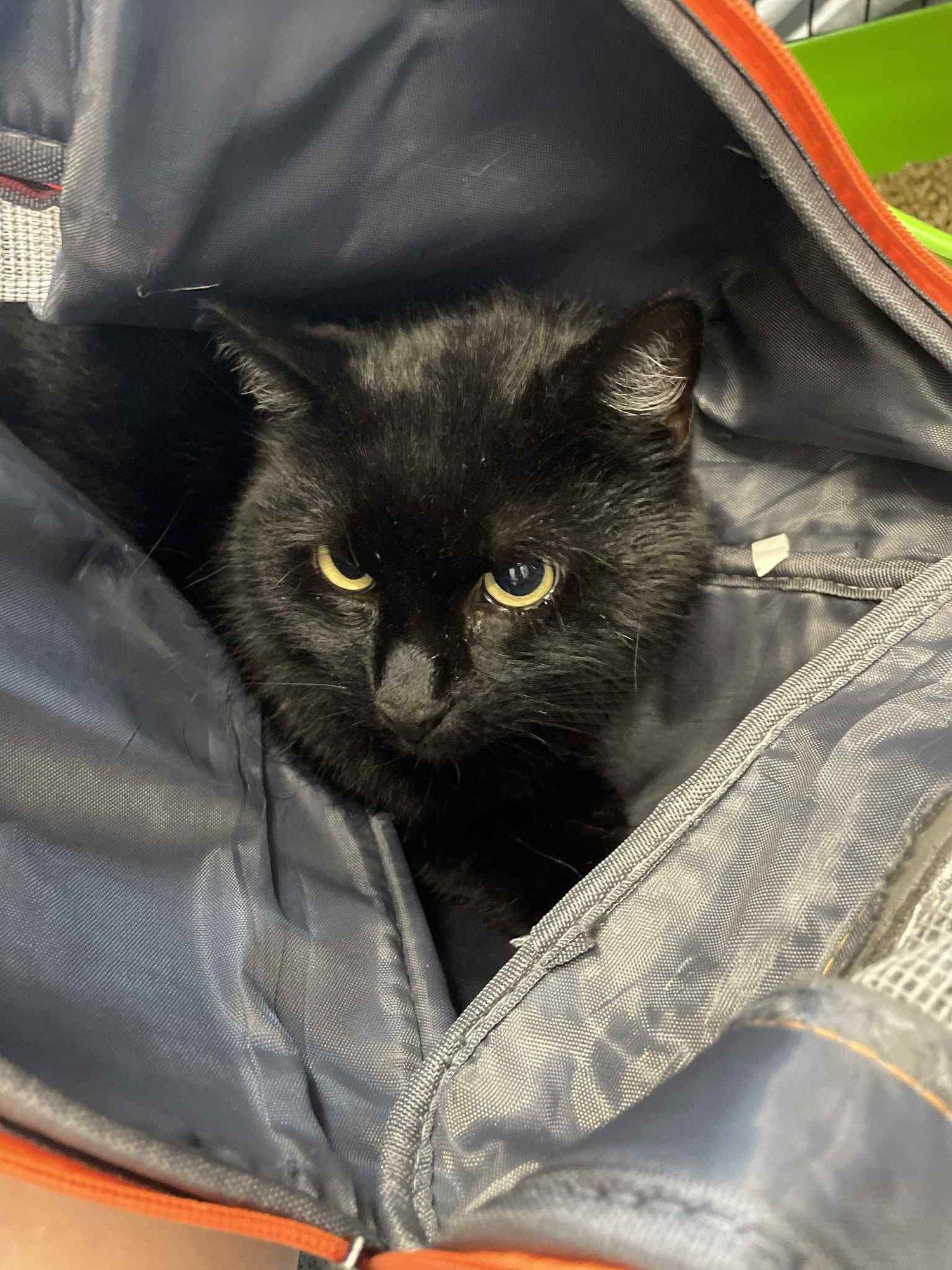 Tagasi varjupaika toodud Must Mesi kaotas kõik: kodu, pere ja tervise