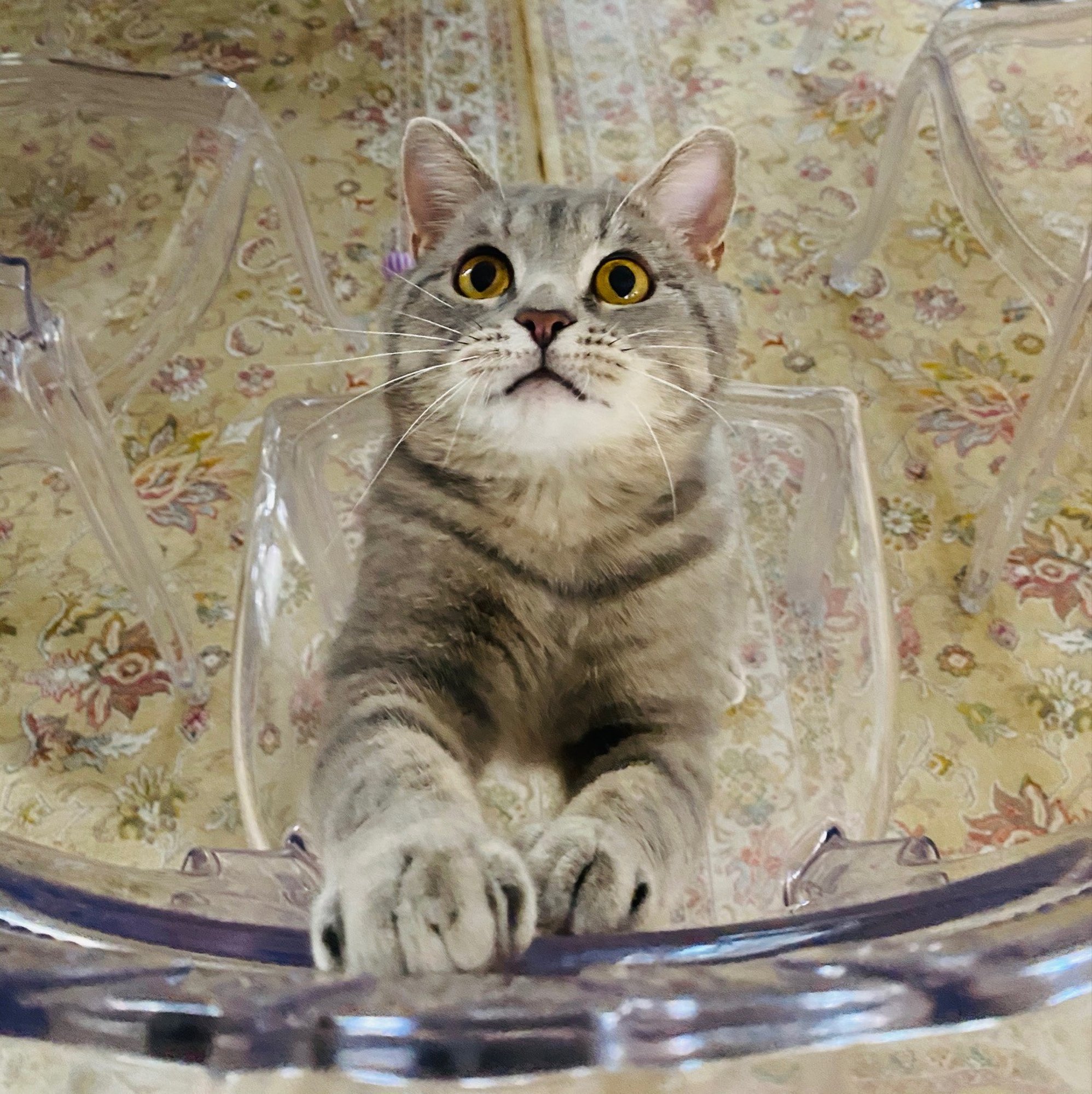 FOTOD | Bentley üllatuslik teekond turvakodu kiisust peremehe sünnipäevakingituseks