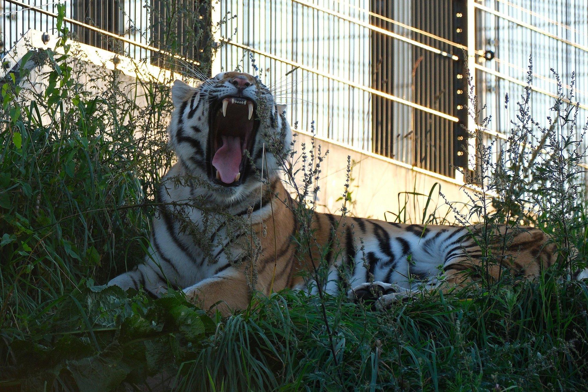 FOTOD | Tallinna loomaaia tiigripreili hoiab ise varju jäädes ümbrusel diskreetselt silma peal