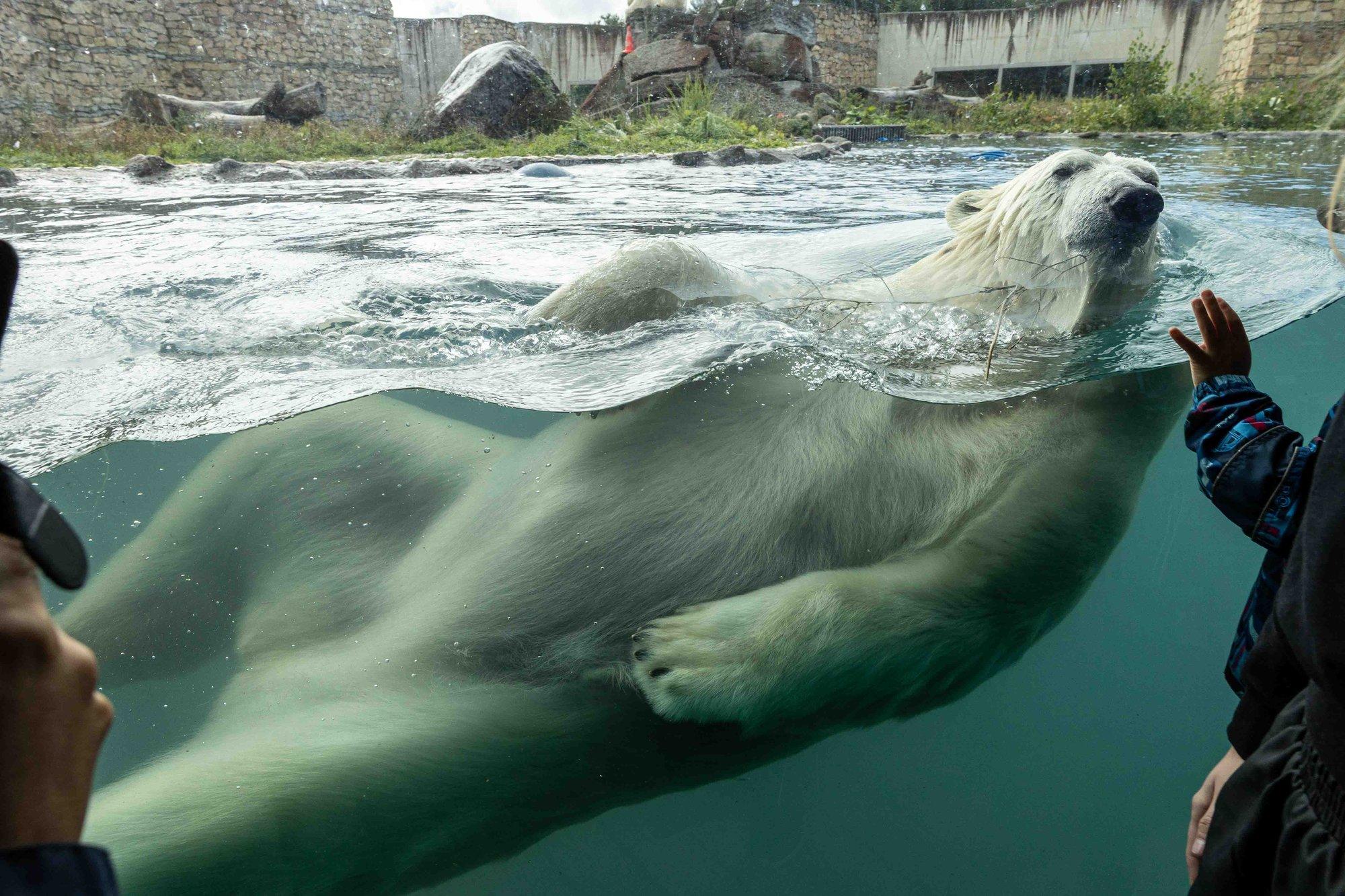 KRANAAT | Tallinna loomaaia jääkaru Skadi loosib uued linnapead