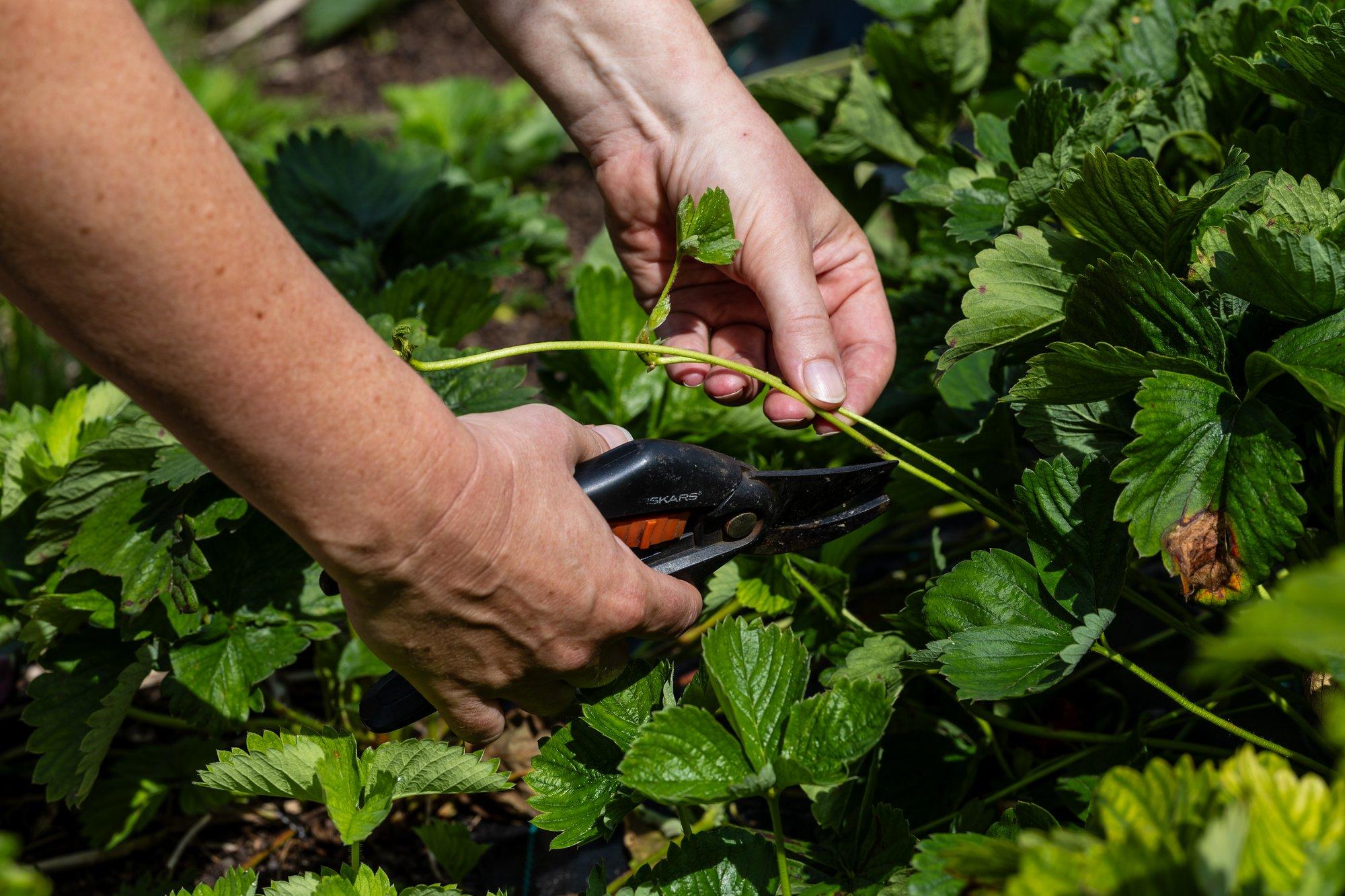 Maasikapeenar vajab saagikoristuse järel korrastamist