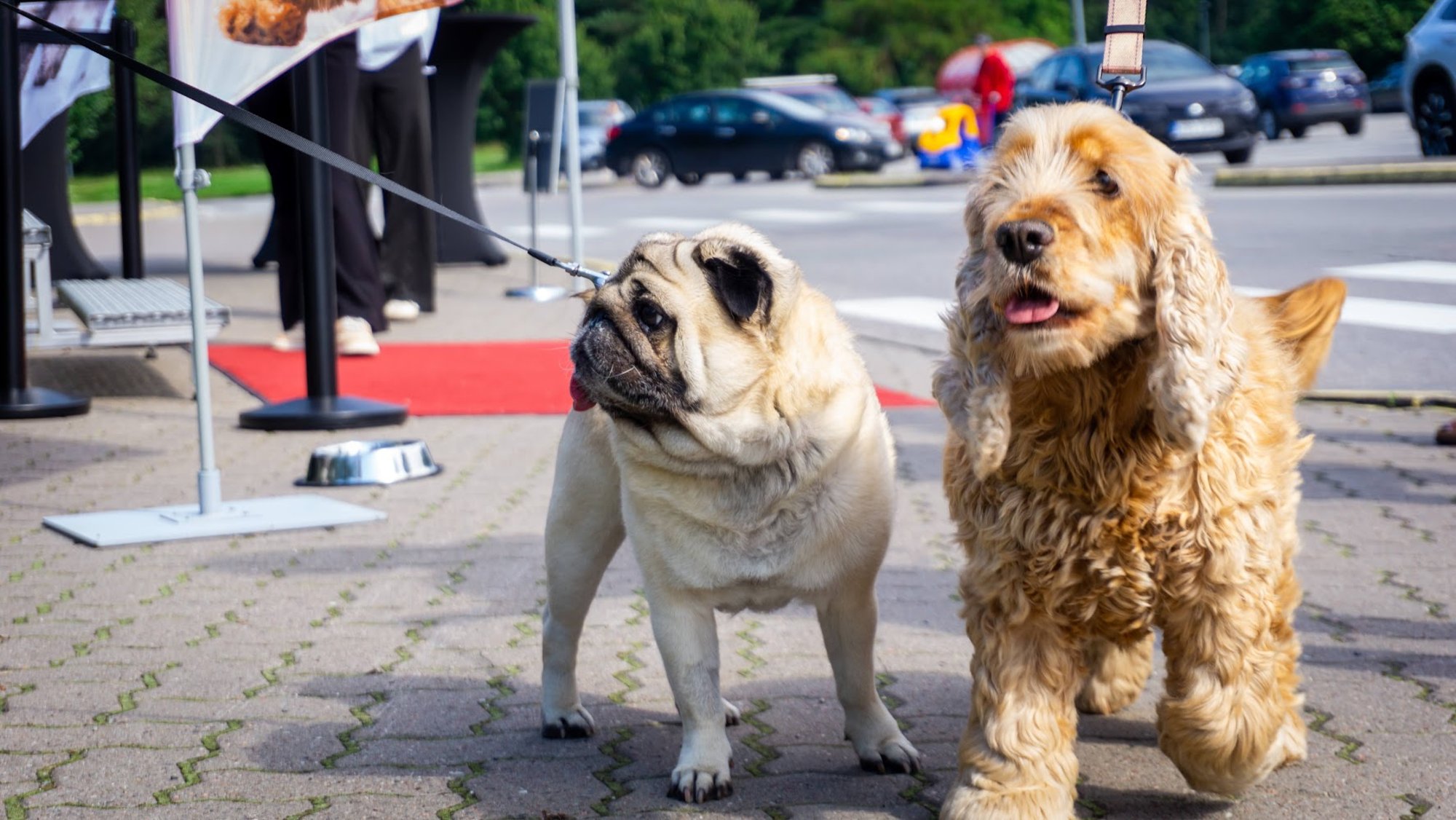 Kas lemmiklooma karv on läike kaotanud? Põhjus võib peituda toidus
