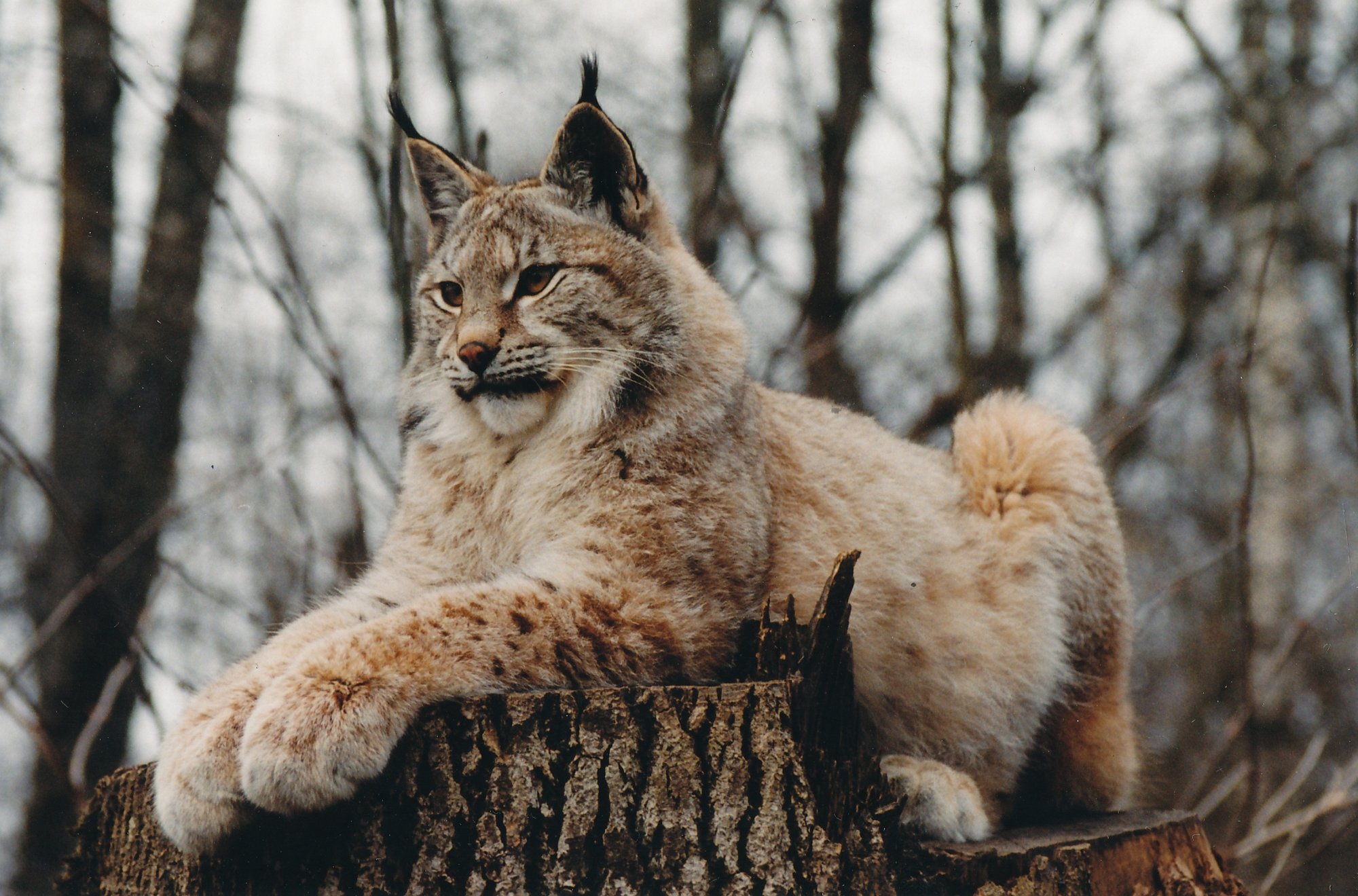 Ilves pani Tallinna kesklinnas päästjate eest plehku