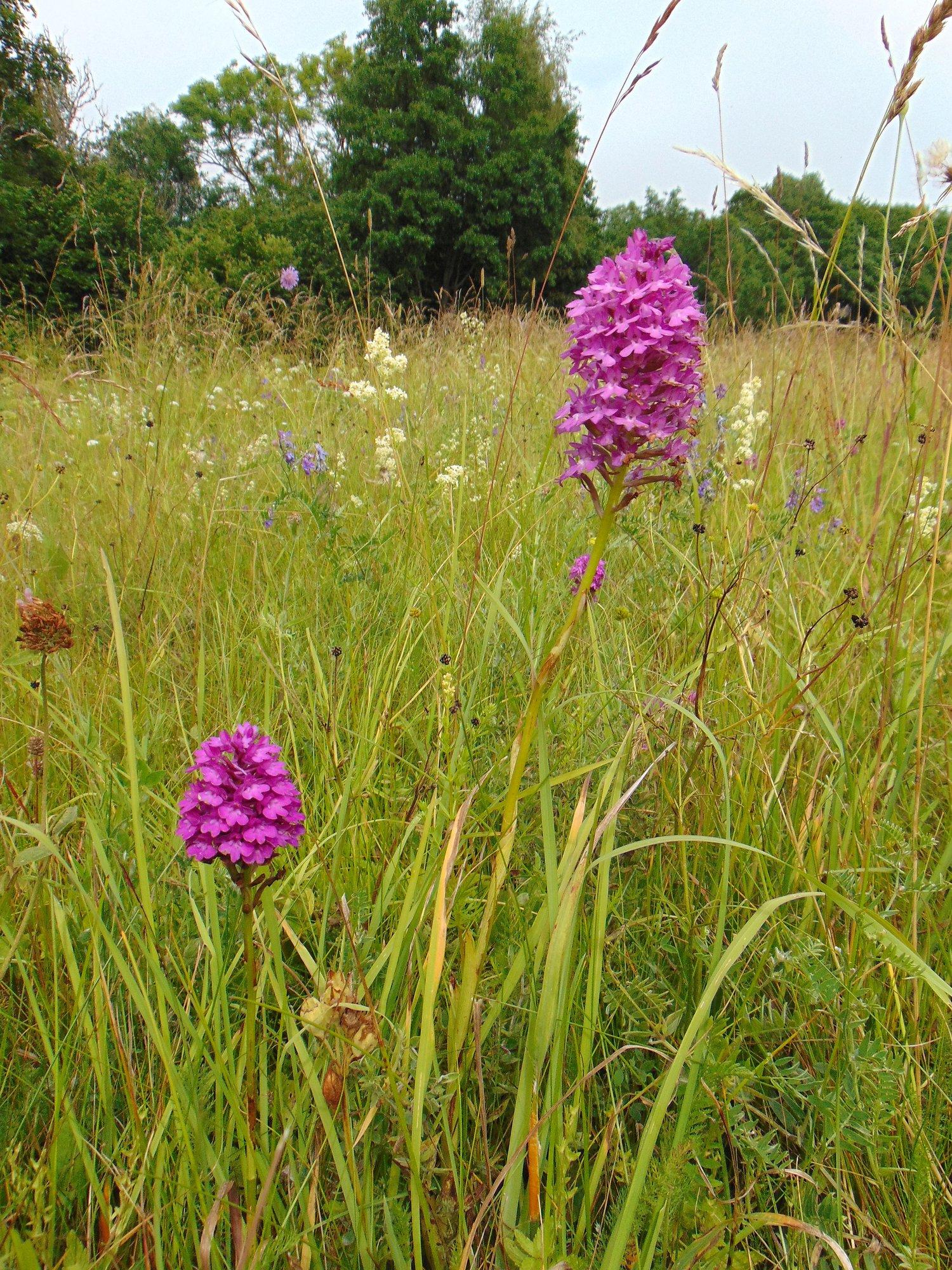 Püramiid-koerakäpal läheb eriti hästi Sõrves