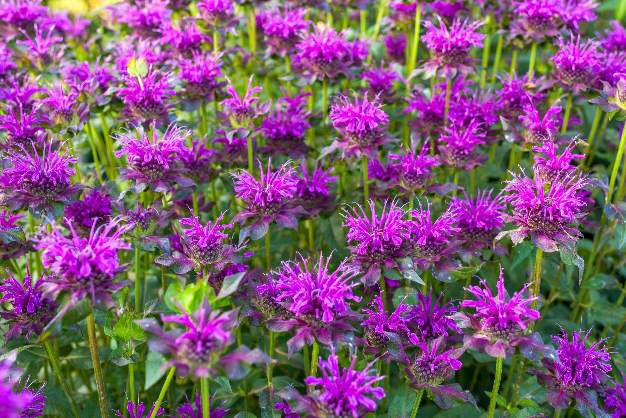 Monardasid on nii palju sorte, et igaüks leiab oma lillepeenras kasvatamiseks sobiva