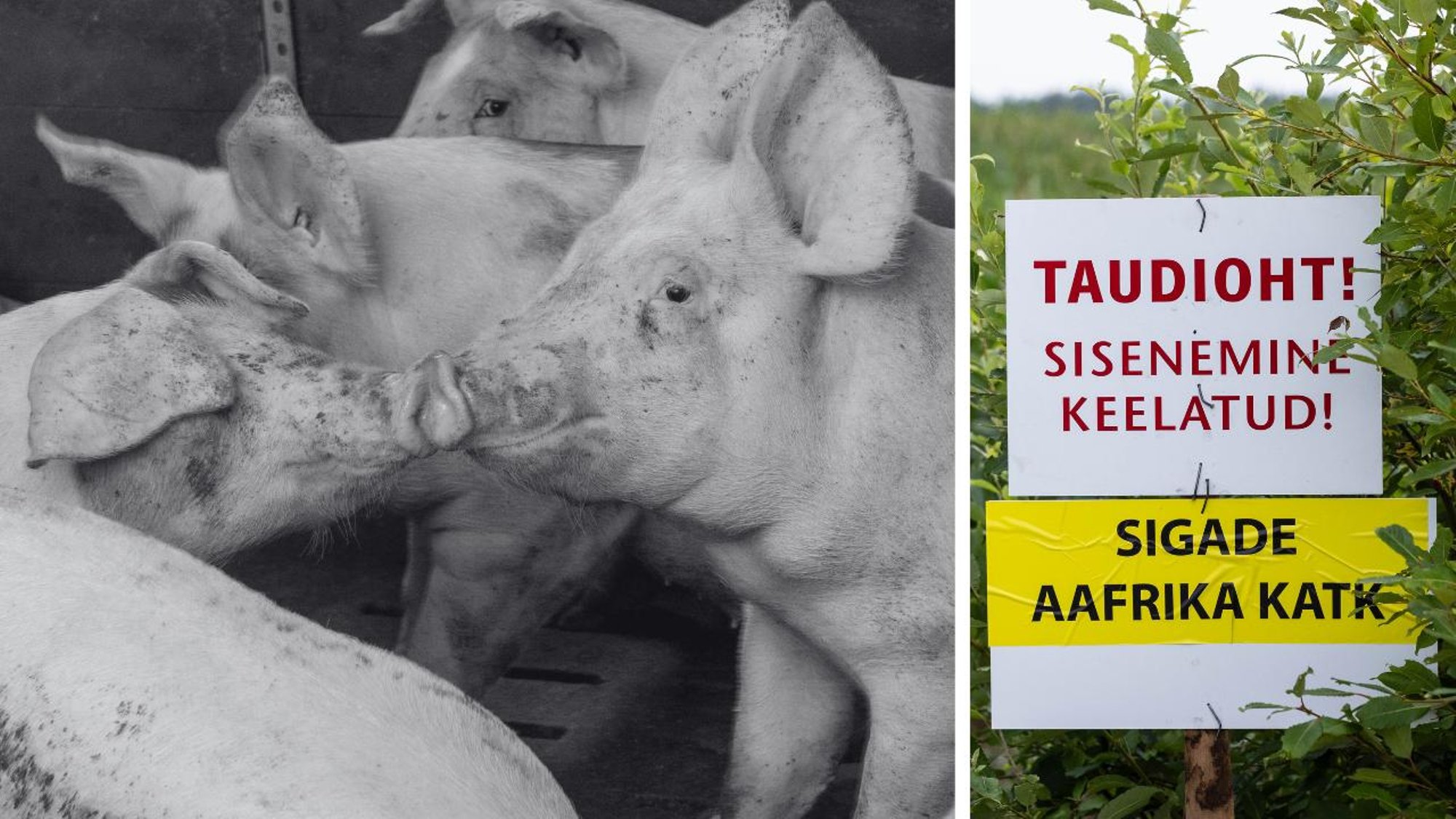 Loomakaitsjad: sigade katk viitab haigele ja julmale toidusüsteemile. Eelistagem taimset toitu