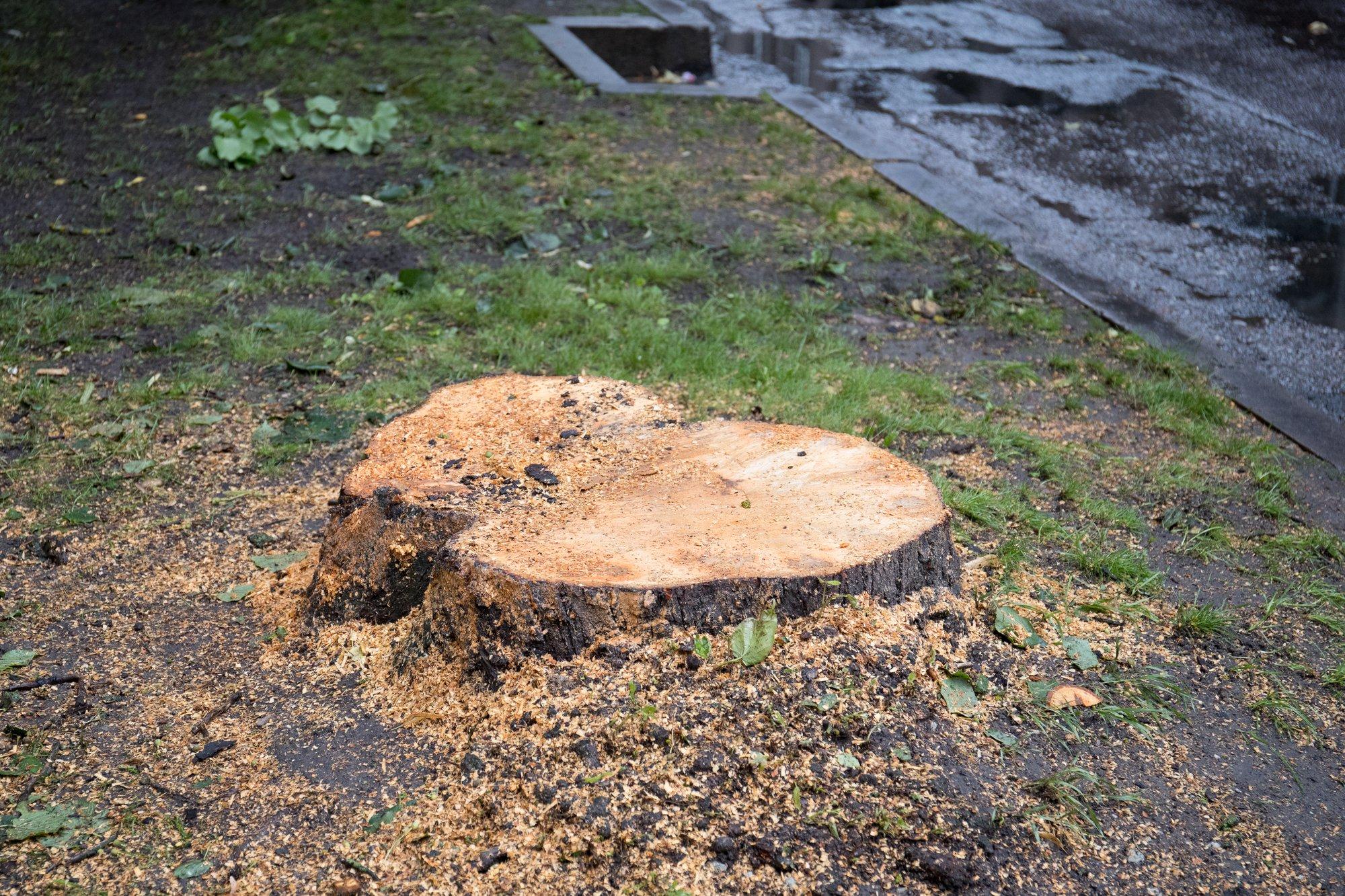 Võtsite suure puu maha ja nüüd ei tea, mida kännuga peale hakata? Siin on mitmed võimalused