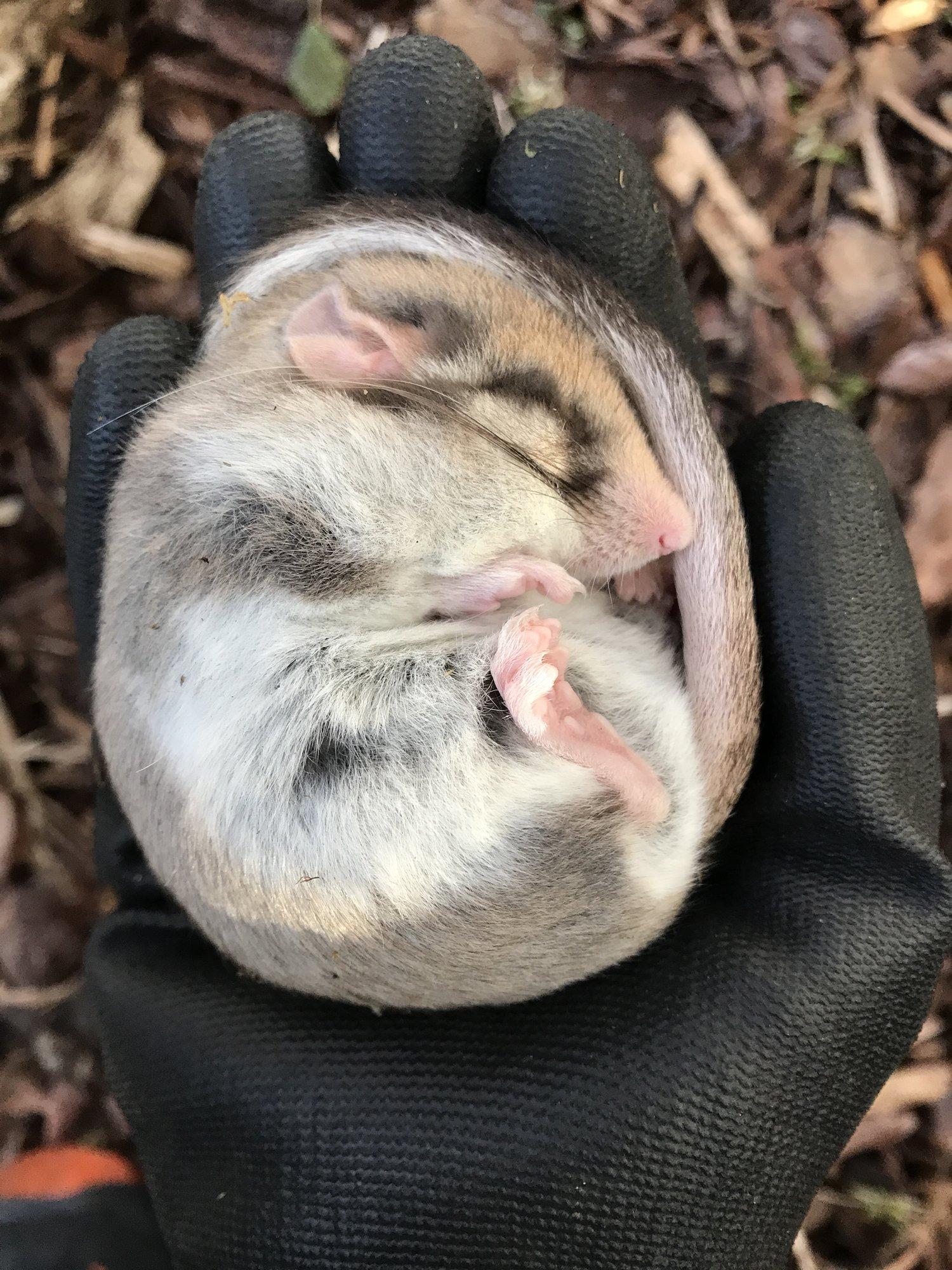 Kommi nimega unekott keldrisse vargile ei tiku, vaid teeb hispaania teeteole tuule alla