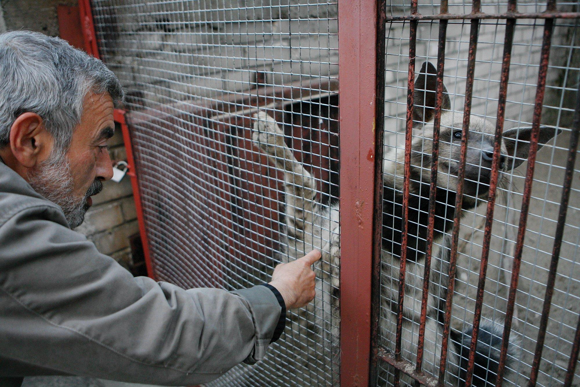 Kuidas sai meesterahvast hüäänide vanaema ja kas hunt võib üles kasvatada inimlapse? Aleksei Turovski selgitab