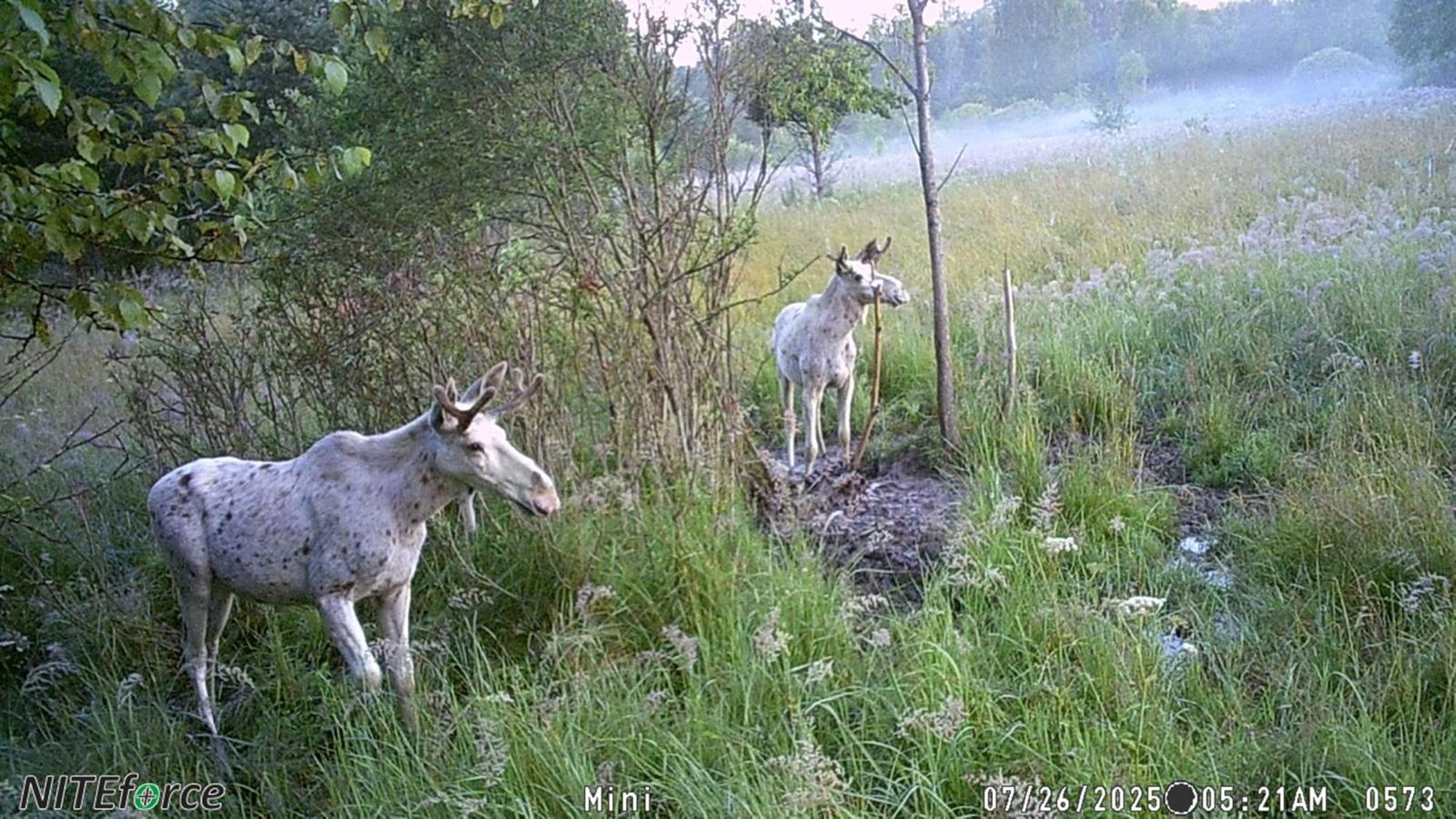 FOTO | Erakordne kaader: Lätis sattusid rajakaamera ette kaks albiinopõtra