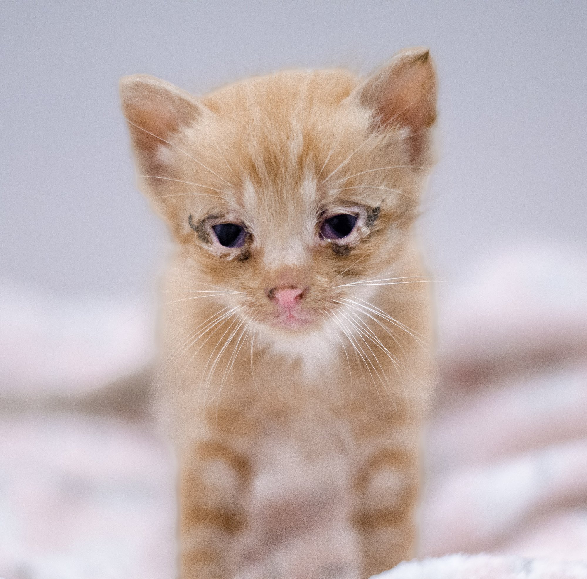 Hullem kui pangalaenu taotlemine? Teles varjupaikade suhtes õhku paisatud etteheited õigustavad süüdimatut loomapidamist