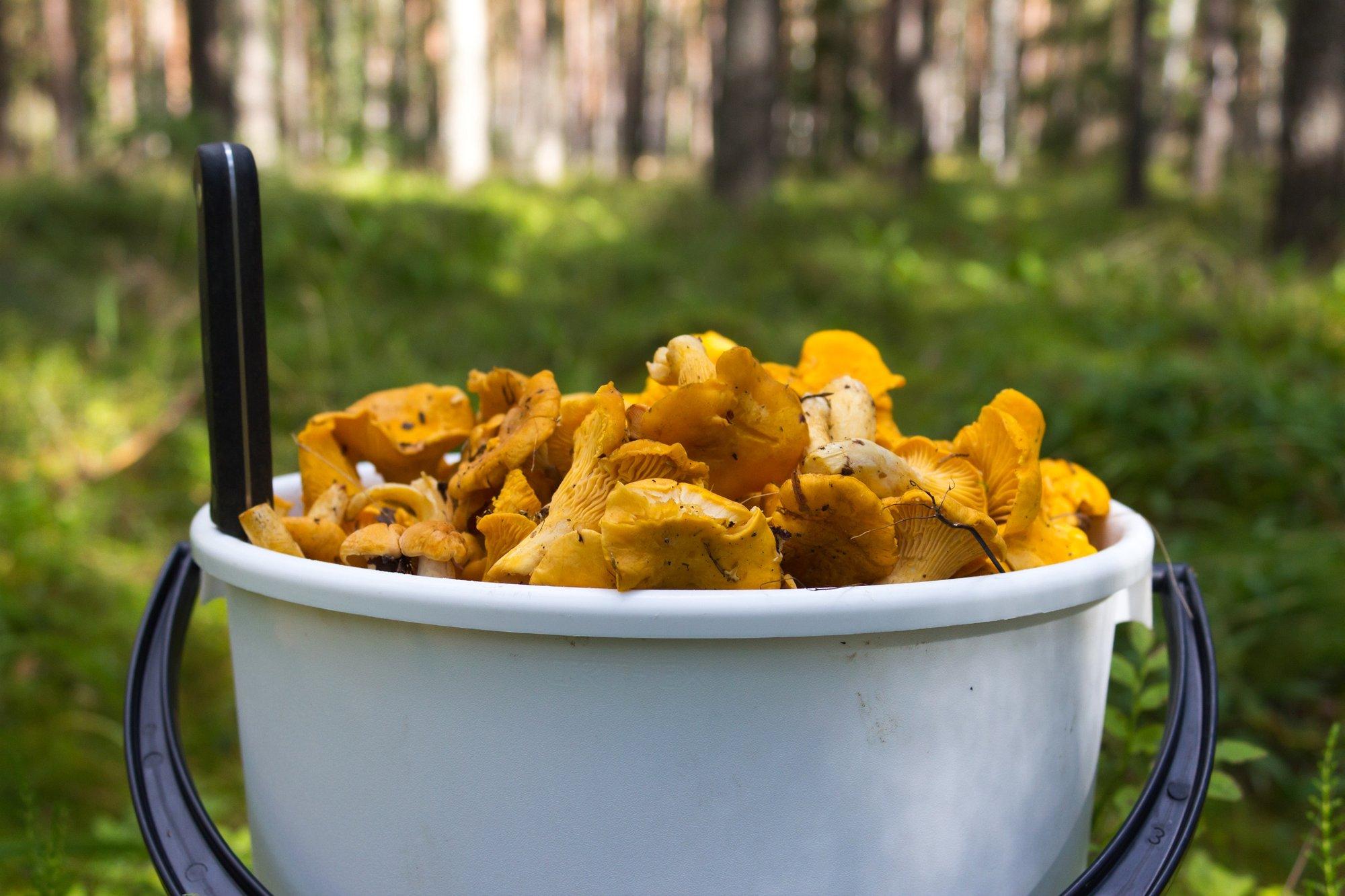 8 RETSEPTI | Kukeseentest saab imehea kastme, aga ka supi, pasta, vormiroa ja muudki