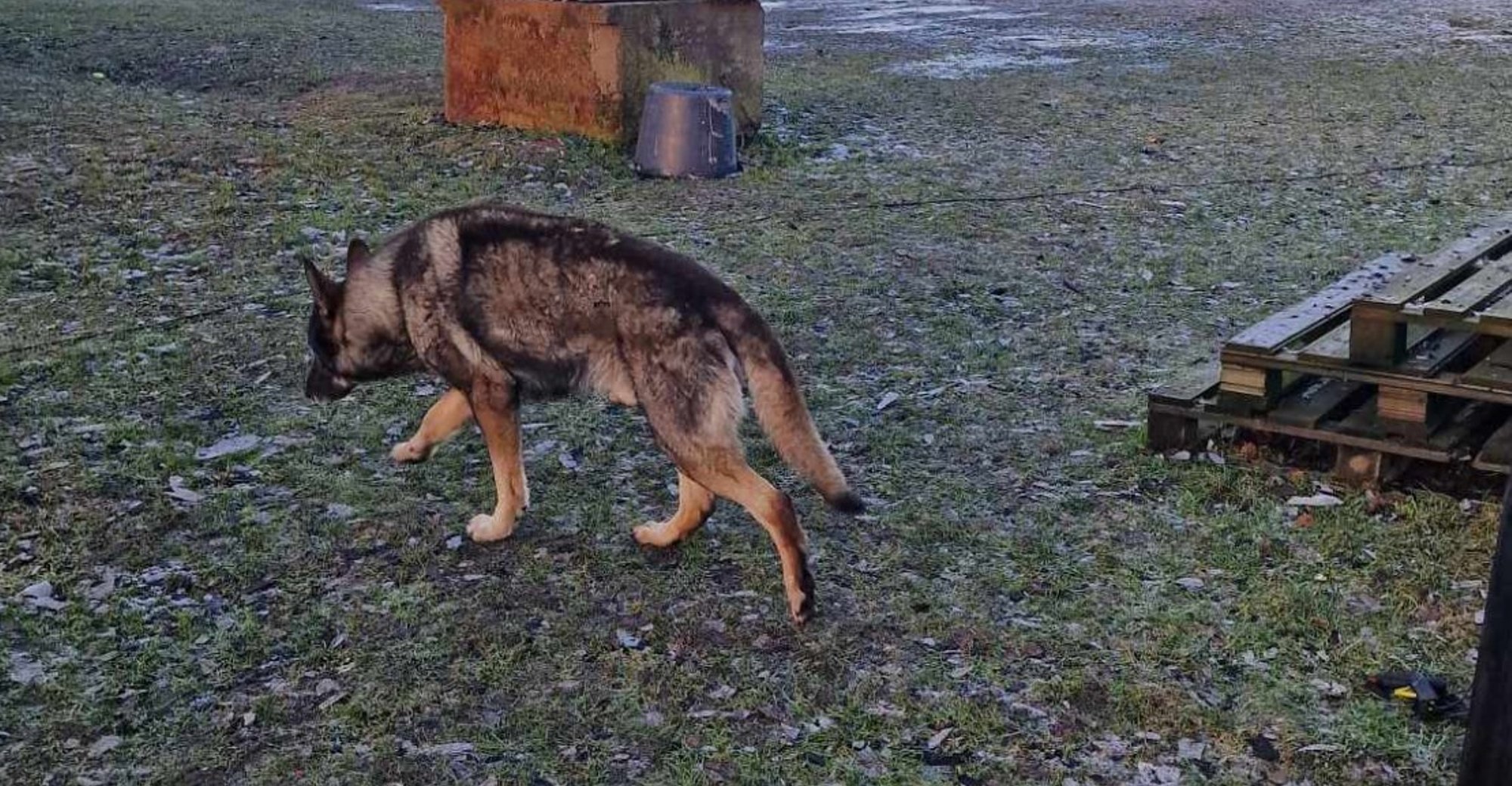 Tippsportlasest nälginud eluheidikuks: maha põlenud hobitalu koera saatus võttis tulekahju järel veel kurvema pöörde