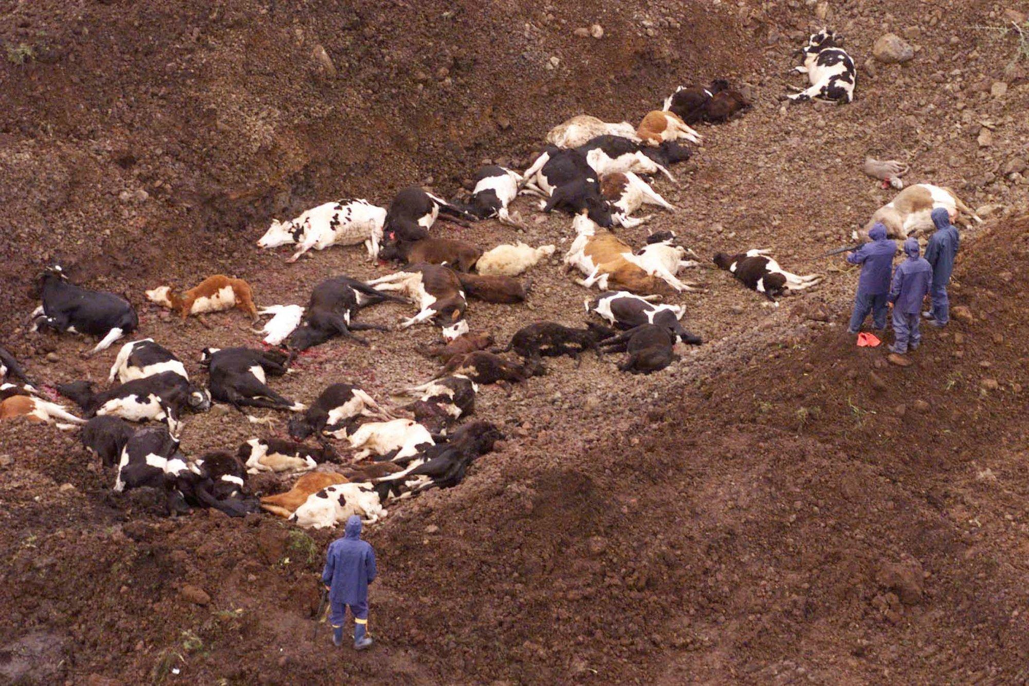 Janne Orro: meil ei ole vaja järgmist kohvris kaasa toodud loomataudi