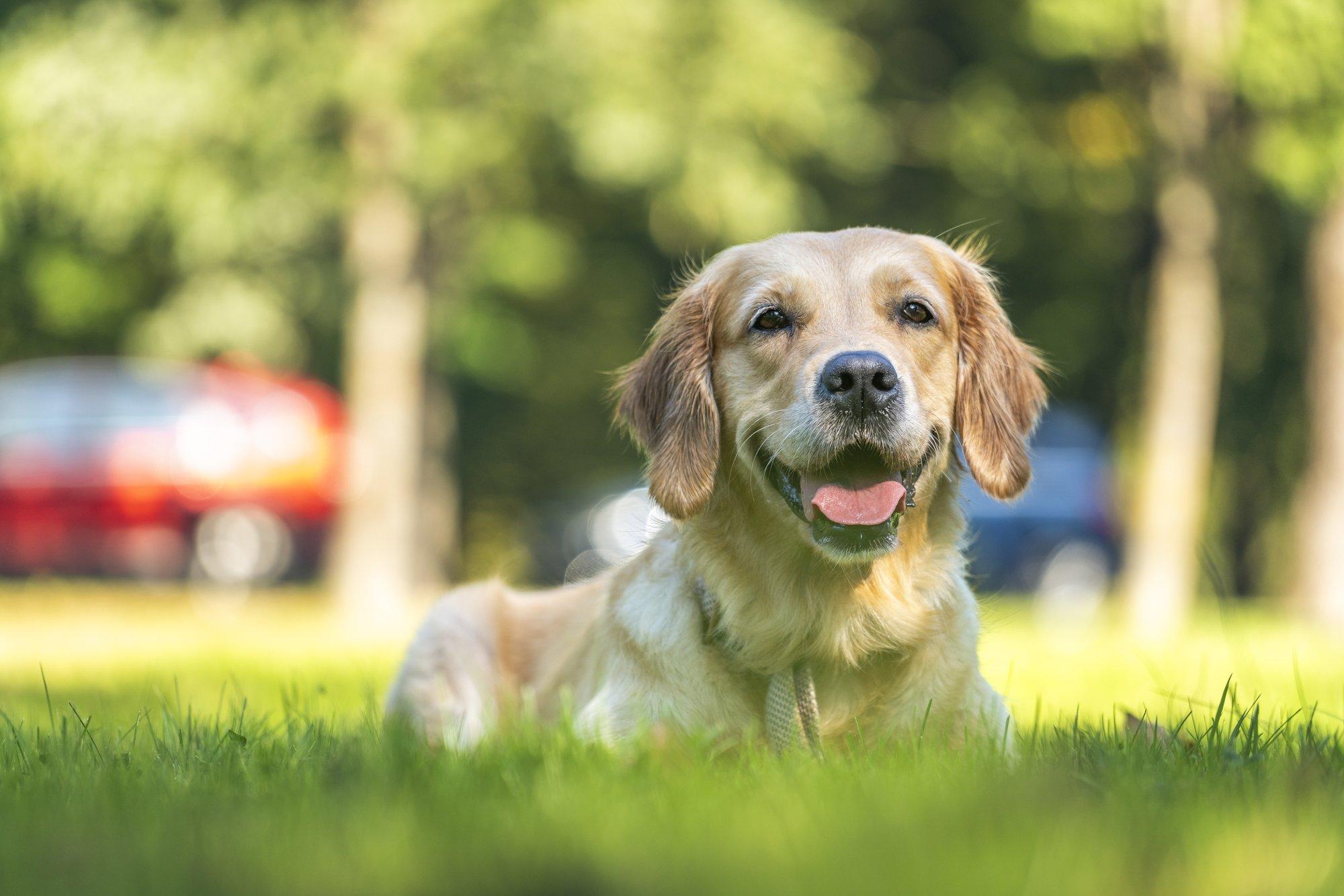 Retriiverite võidukäik jätkub: teisi koeratõuge sünnib Eestis märgatavalt vähem