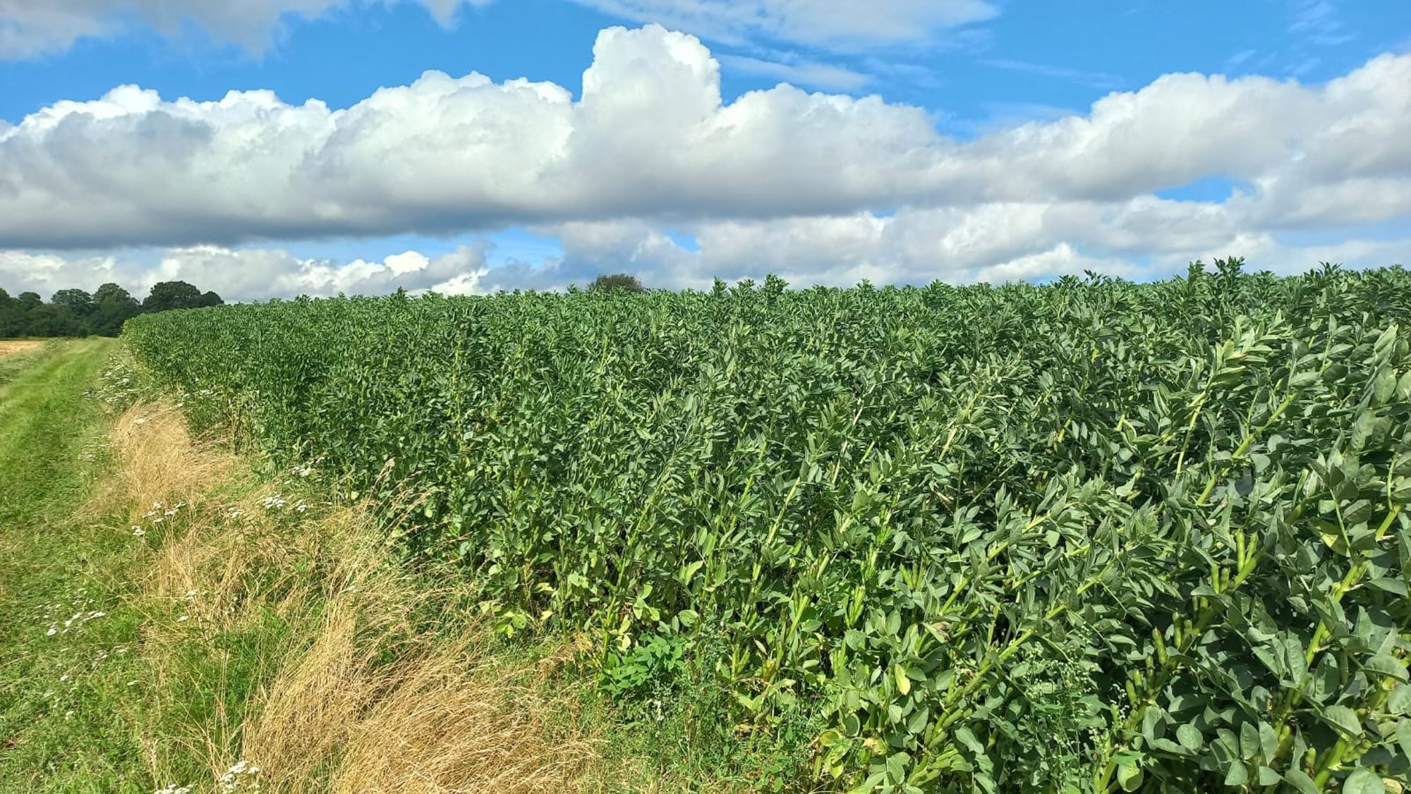 Põlduba kasvatatakse tänavu märksa rohkem. Suur osa Eesti ubadest eksporditakse aga Egiptusesse