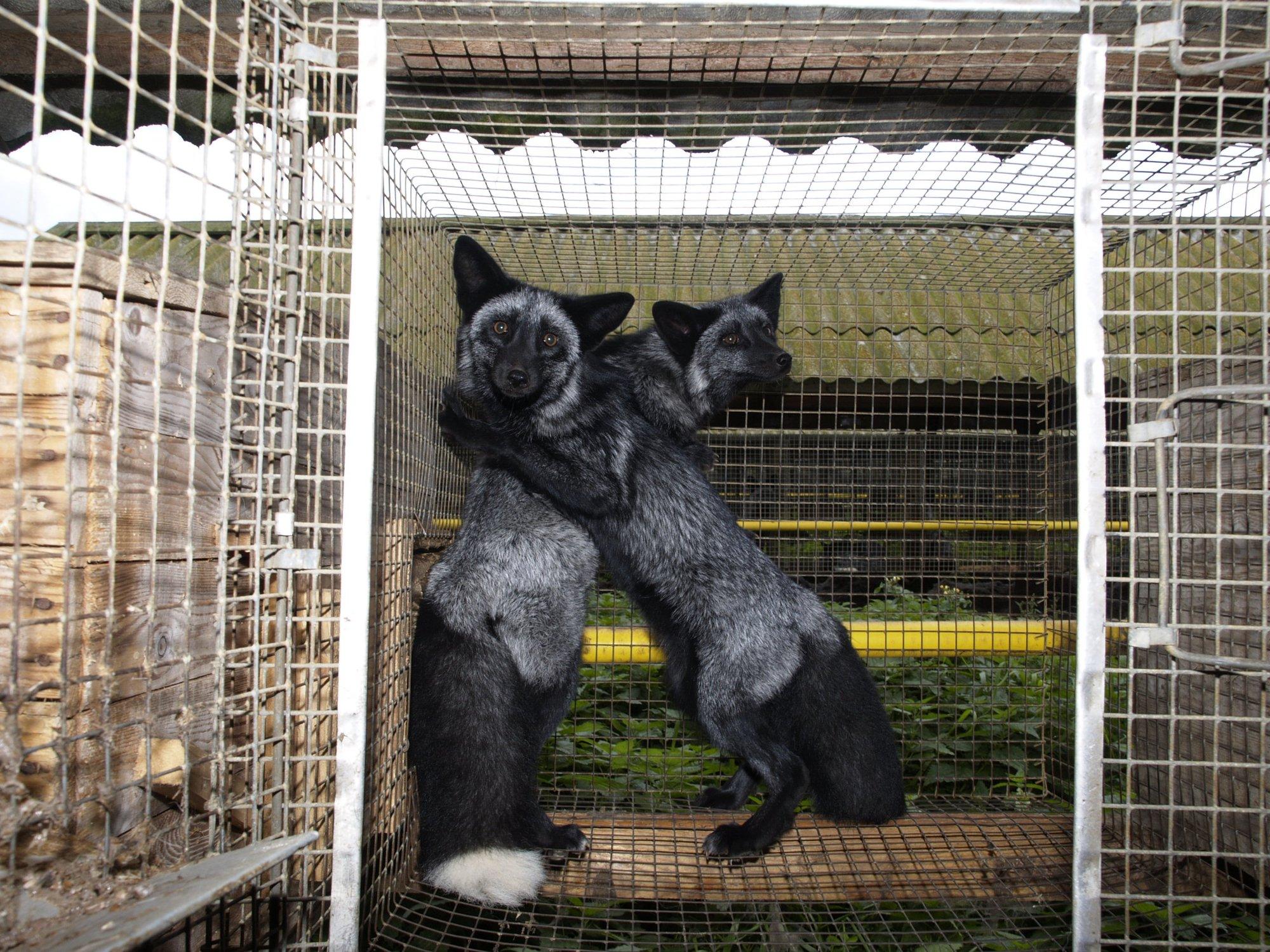 Lisaks Eestile mõelgu ka teised riigid: teaduslik arvamus kinnitab loomade kannatusi karusloomafarmides