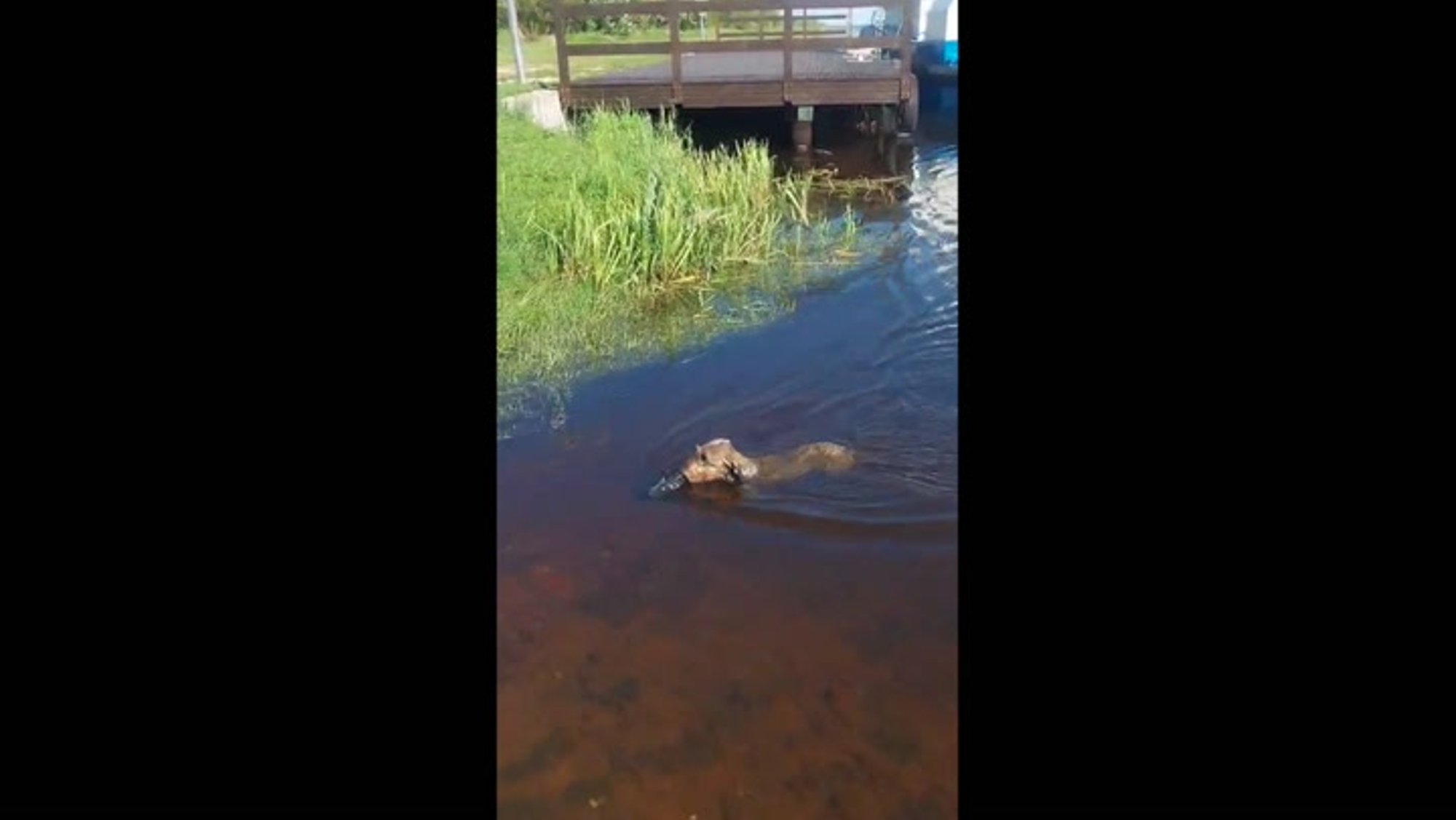 VIDEO | Kui kobrast ei anta, käib kala kah! Taksikoer Sonja tõi Peipsi järvest välja piraka latika
