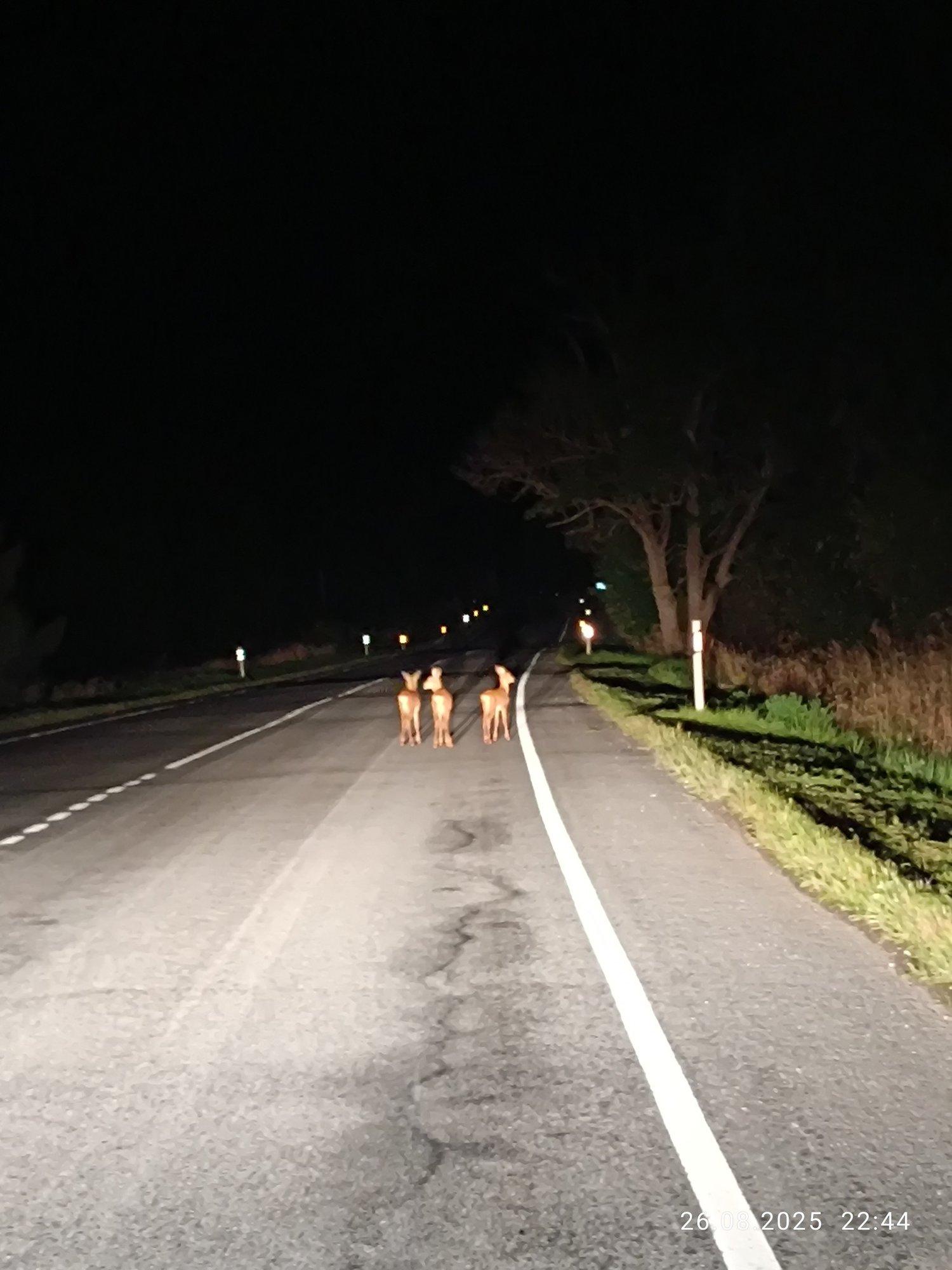 VIDEO | Otepää lähedal sattusid sõiduteele kolm segaduses kitsetalle