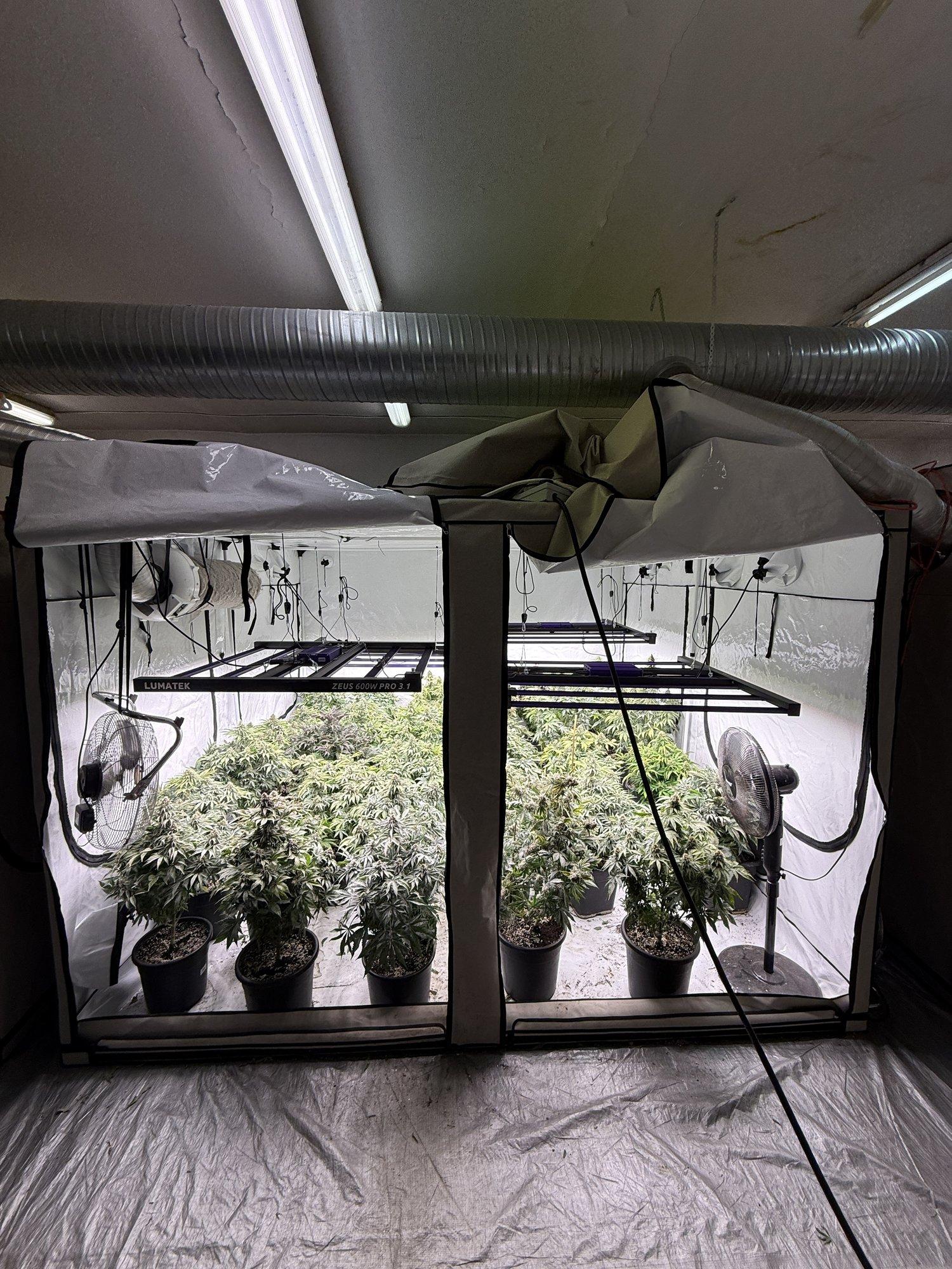 Politsei pidas Tallinnas kinni mehed, kel oli kahekorruseline kanepikasvatus