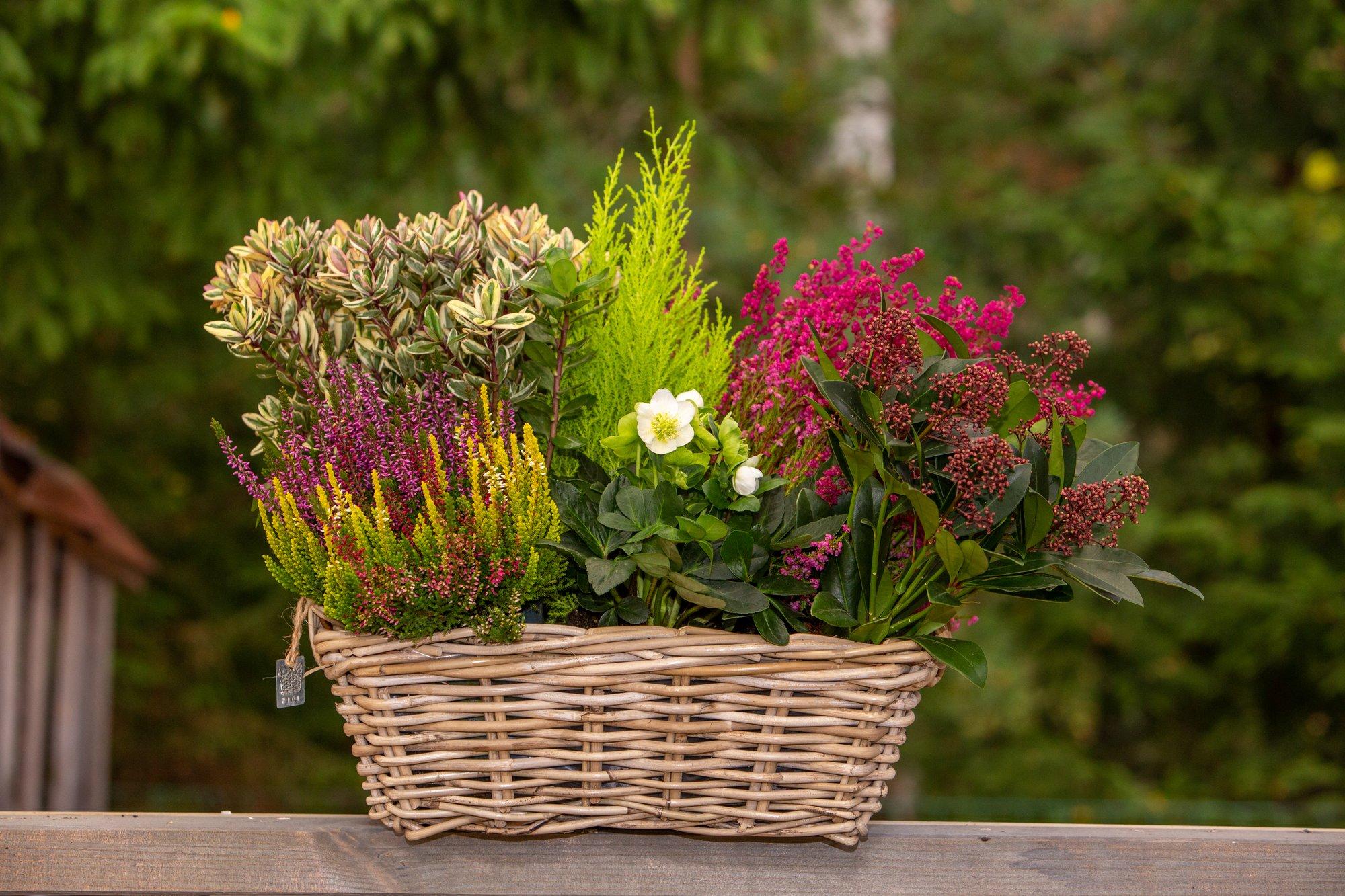 Eva Luigas õpetab kuidas teha sügisel kaunilt õitsev lillekast rõdule või terrassile