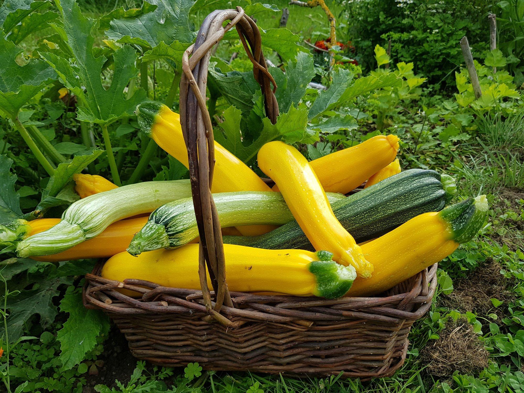 RETSEPTID | Suvikõrvitsad vohavad: mida nendest valmistada?