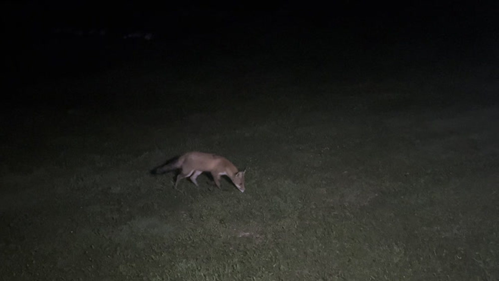 VIDEO | Viljandimaal taluhoovi sattunud uudishimulikku rebast ei heidutanud ka taskulamp