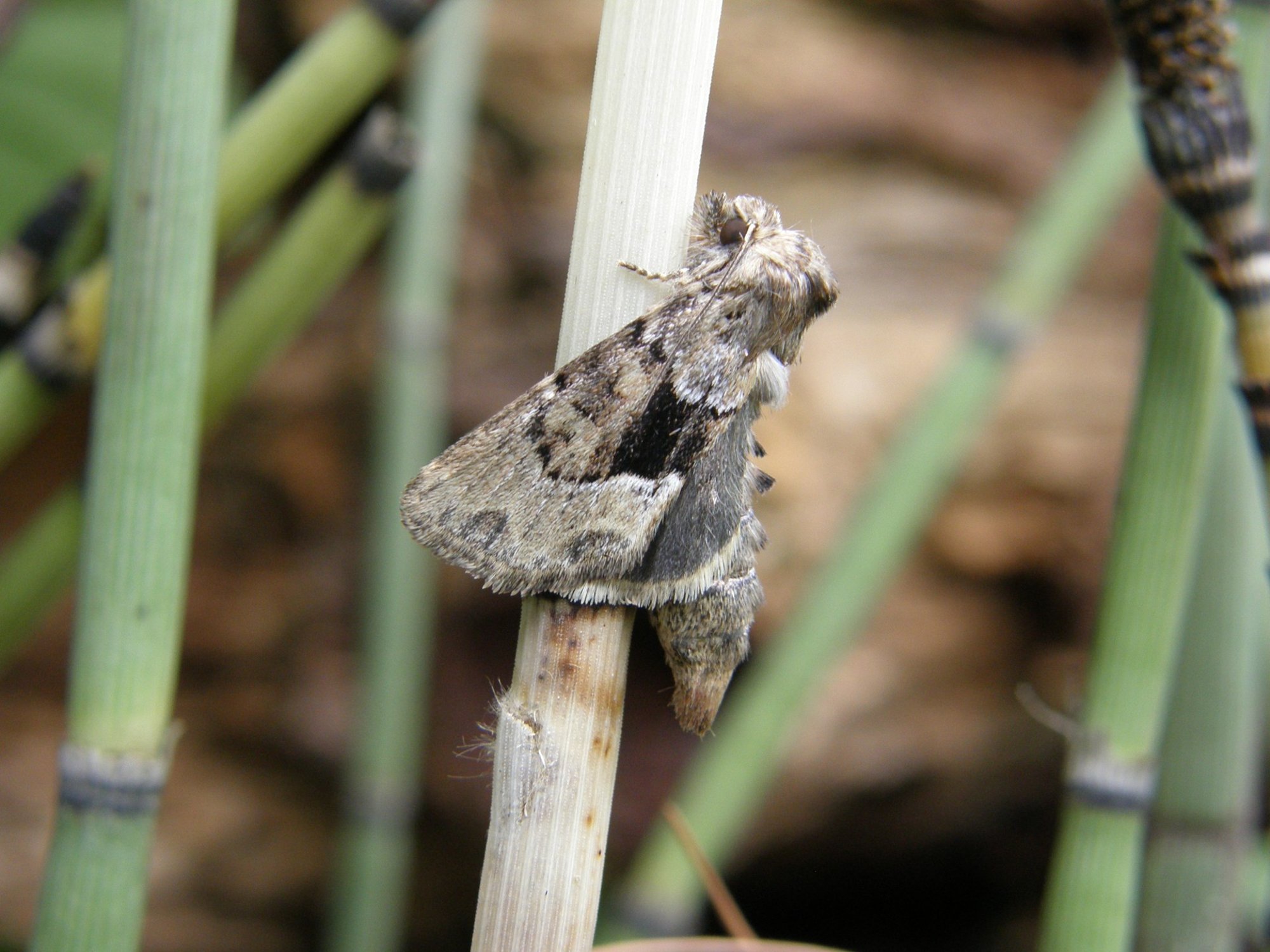 Euroopas haruldane ööliblikas on end Eesti pealinnas mõnusalt sisse sättinud