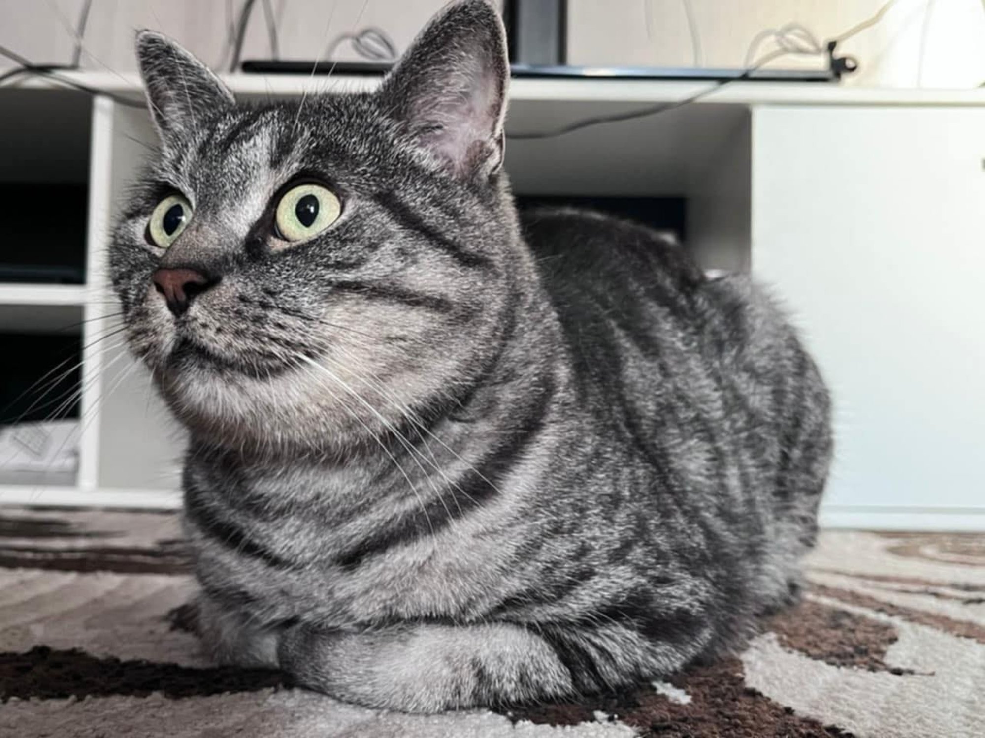 Paneme magama! Põgenikel sai Eestist võetud kassist kõrini, Mitja pole kahjuks ainus omasugune