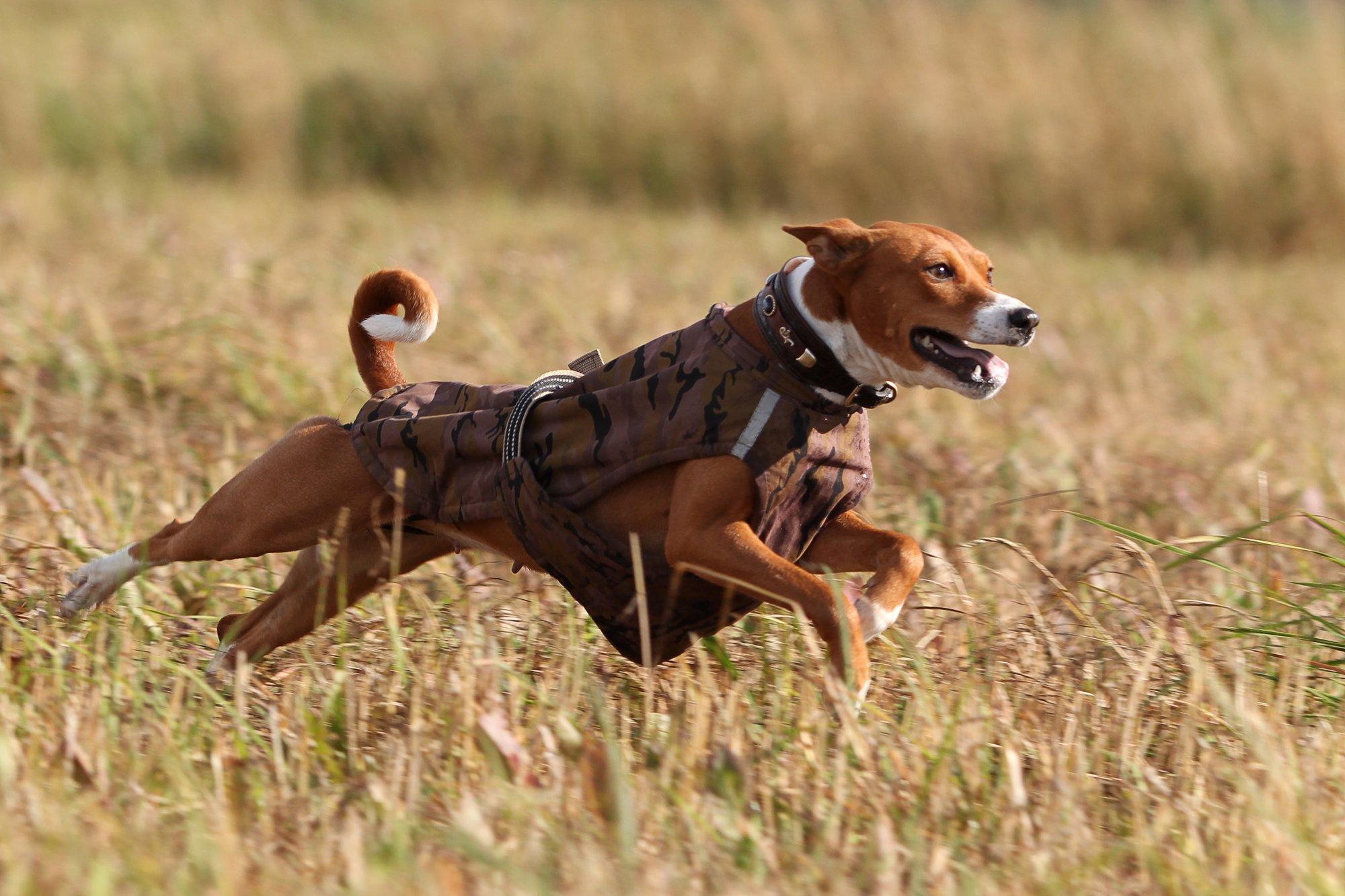 Nalja peab saama! Need 8 koeratõugu on loomariigi suurimad koomikud