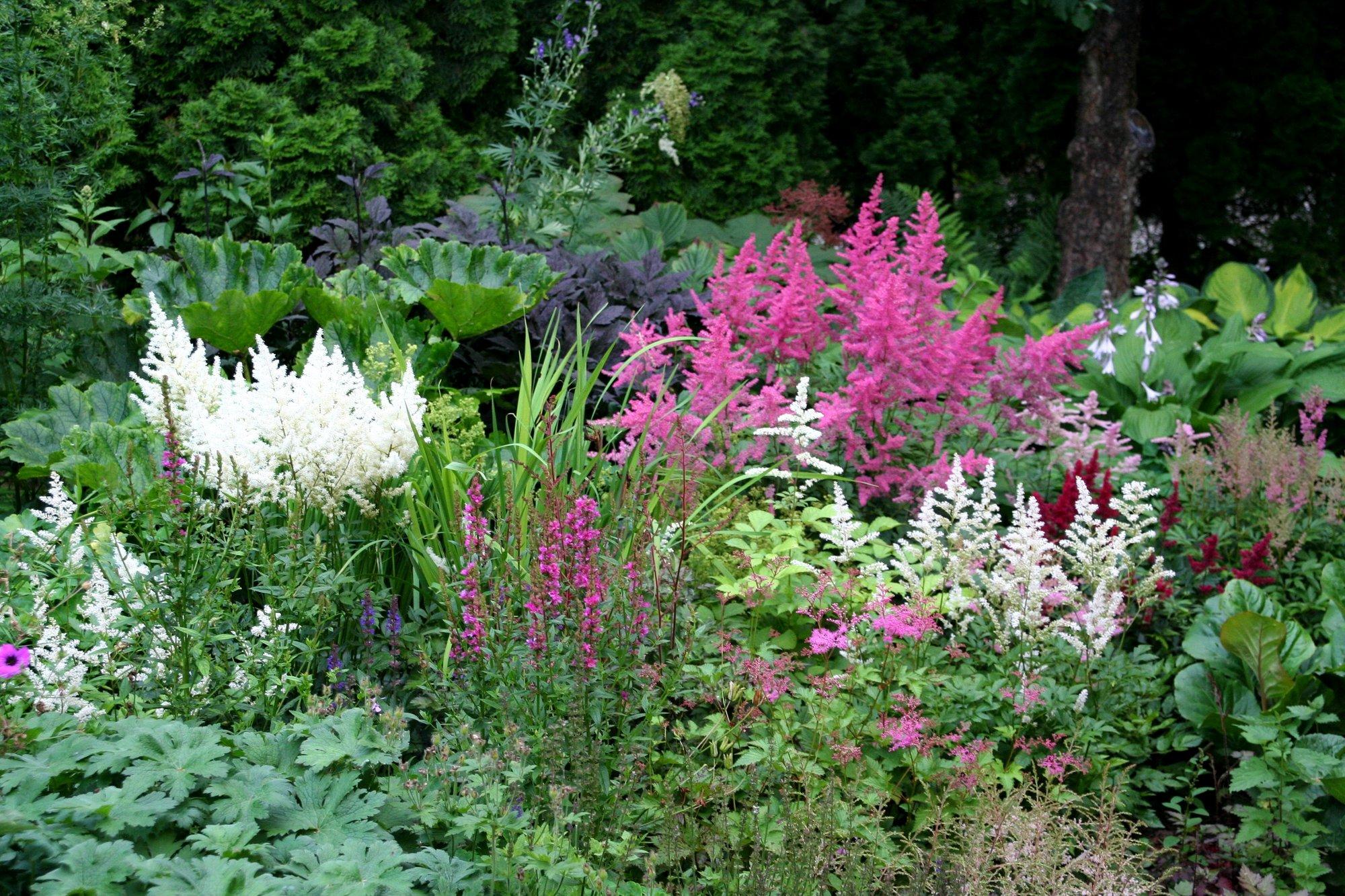 Suurte puude varju saab teha põneva ja mitmekesise varjuaia