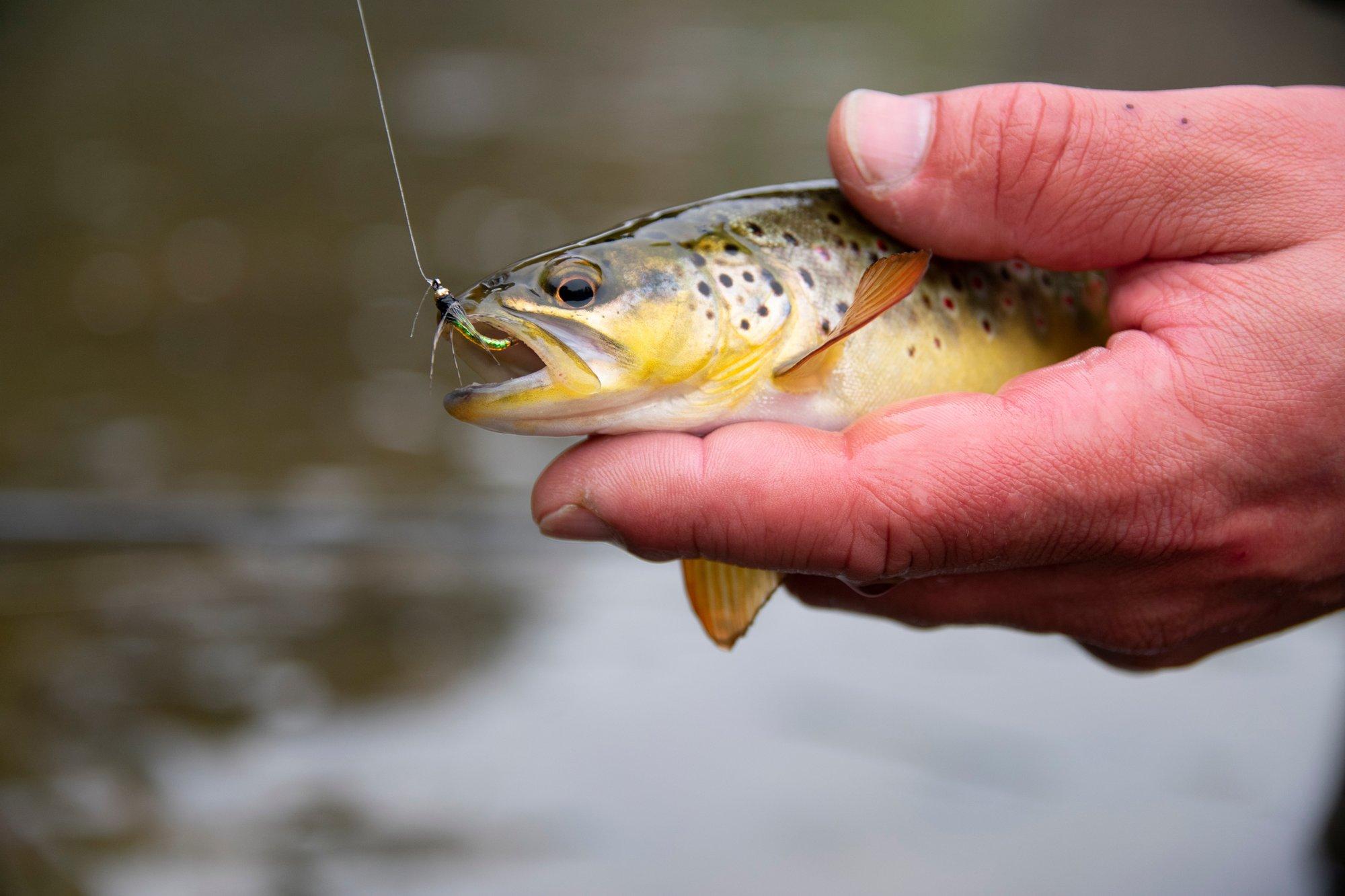 Soomes valitseva kuumalaine tõttu võivad forellid massiliselt hukkuda. Kuidas läheb Eesti kaladel?