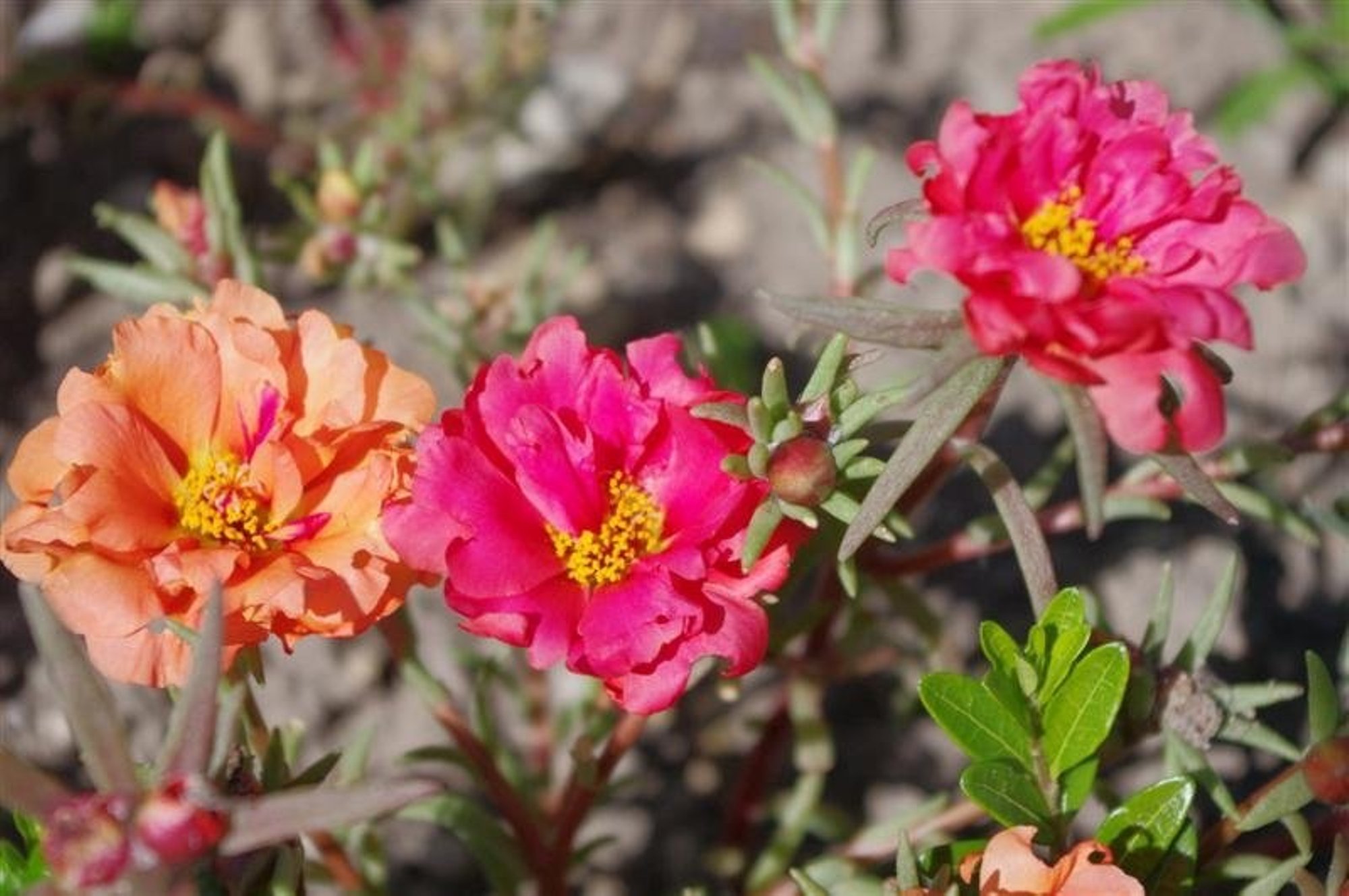 Suureõieline portulak ehk mururoos õitseb rikkalikult nii peenras kui lillekastis
