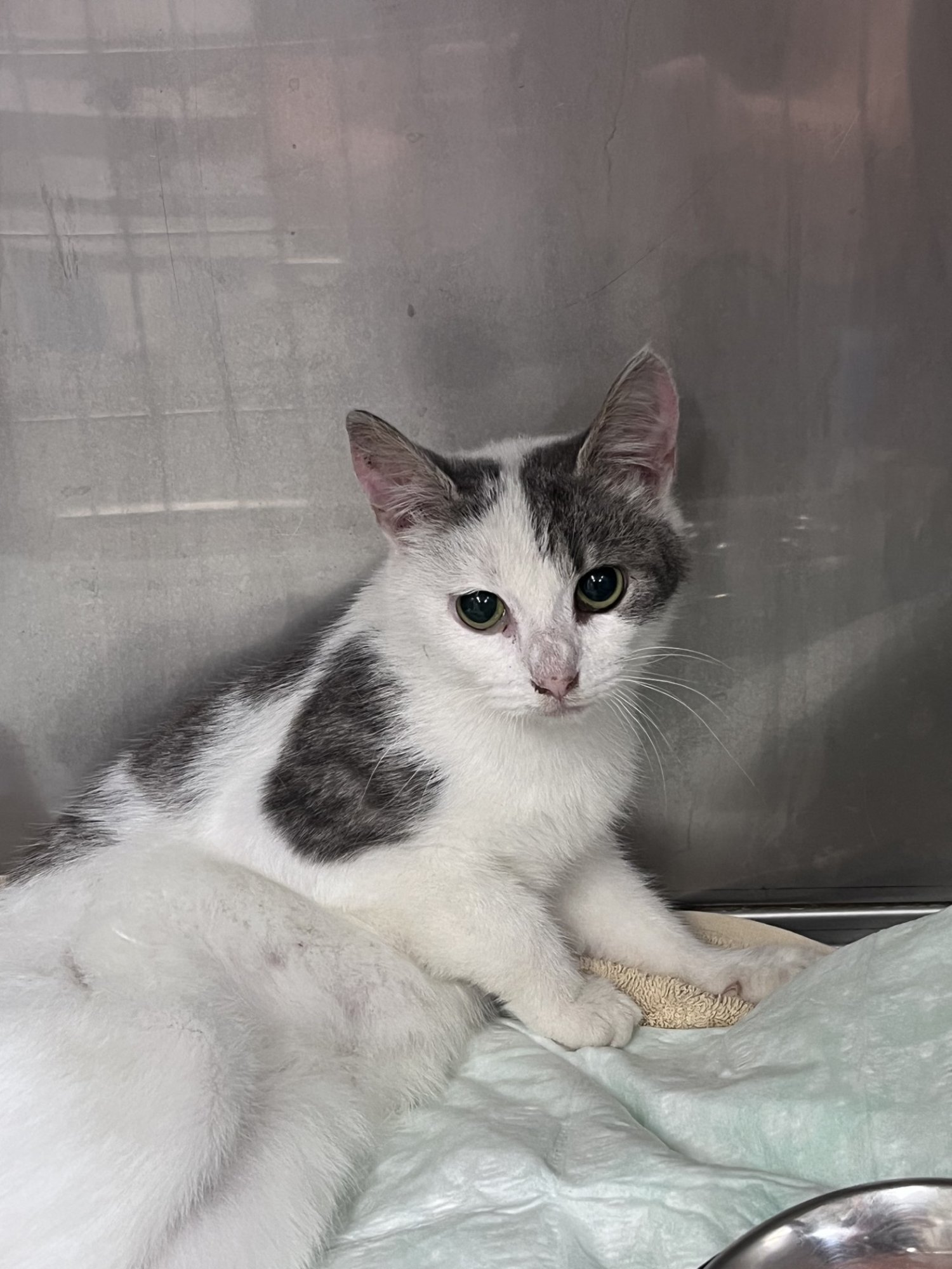 Elu ja surma küsimus: autolt löögi saanud nooruke kass peab veel täna operatsioonile pääsema