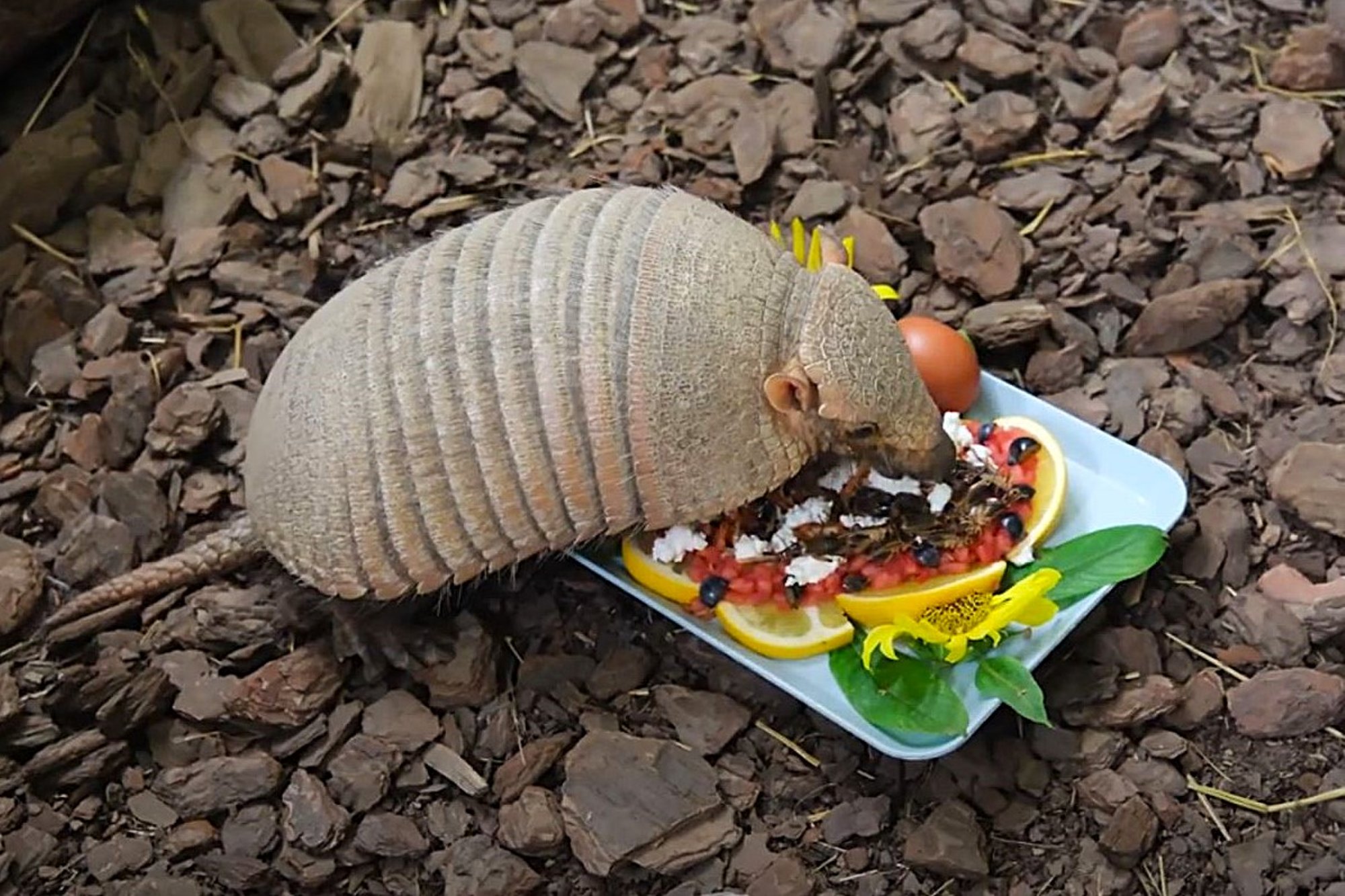 FOTOD | Üks pidu ajab teist taga! Terve hulk Tallinna loomaaia asukaid peab sel nädalal sünnipäeva