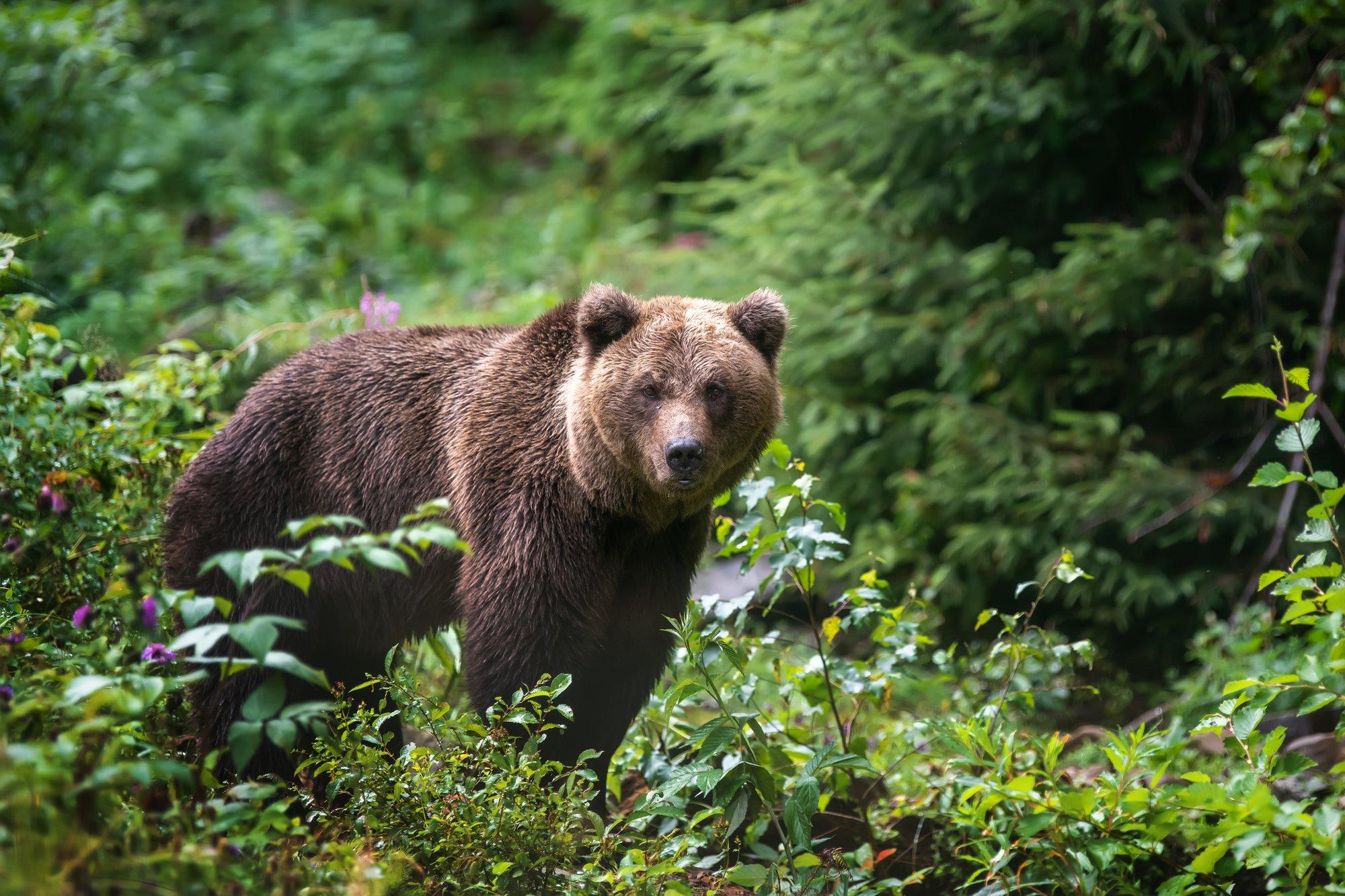 Tallinna Halduskohus tühistas esialgse õiguskaitse karujahi vaidluses: jaht võib tänasest alata