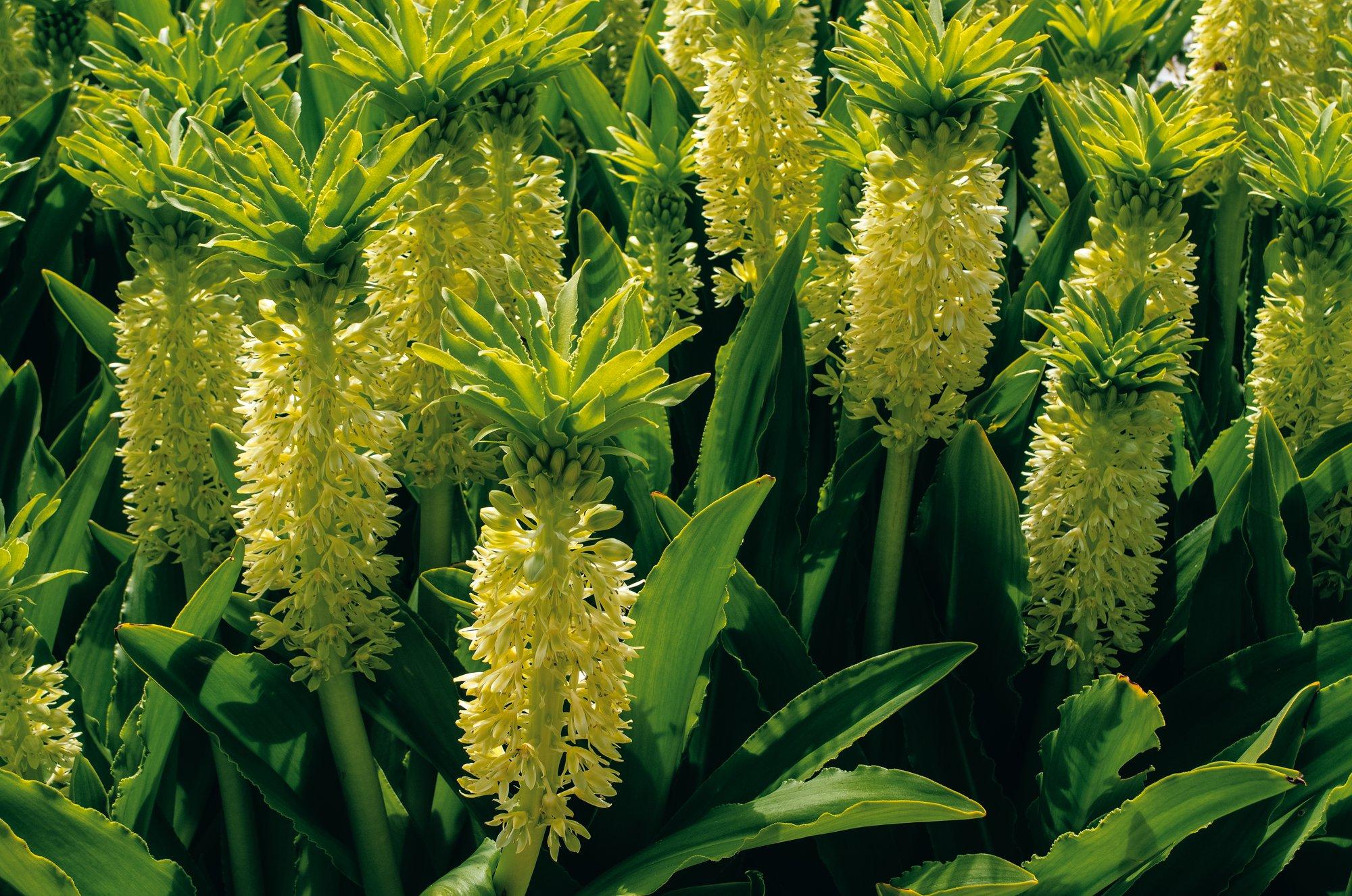 Tuttliilia õis meenutab ananassi. Hea tahtmise korral saab teda ka meil kasvatada