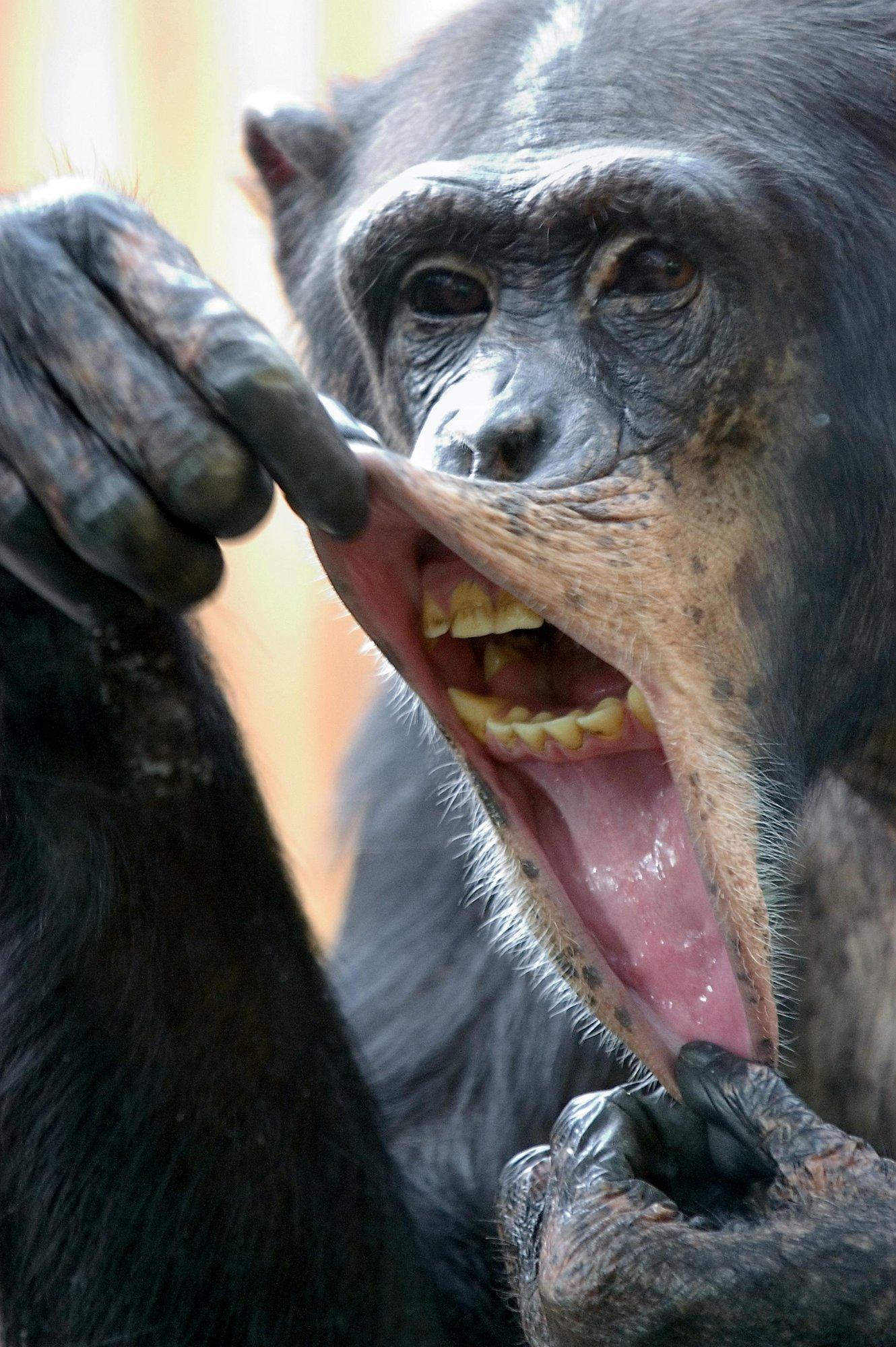 TÄHELEPANEK | Krister Paris: lõpetage ahvikatsed inimeste peal!