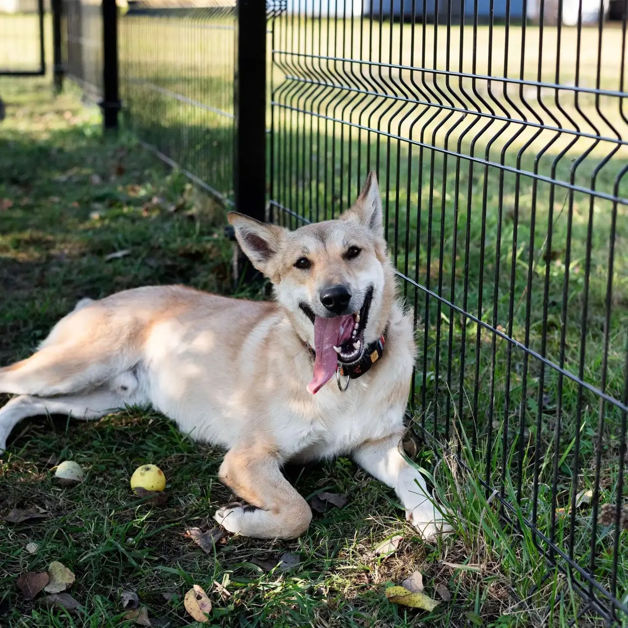 TAHAKS KOJU | Soovid uudiseid kuulda? Bert teatab neist esimesena