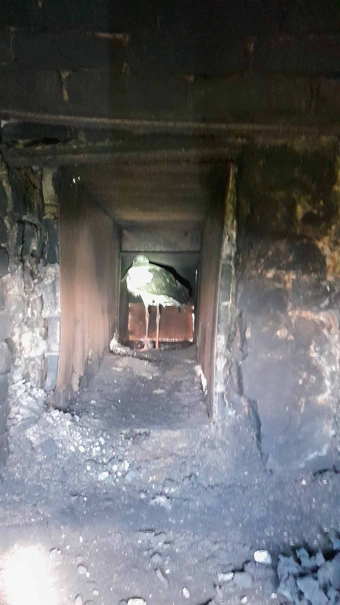 Ida-Virumaal kukkus korstnasse kurg, kes vajas päästjate abi