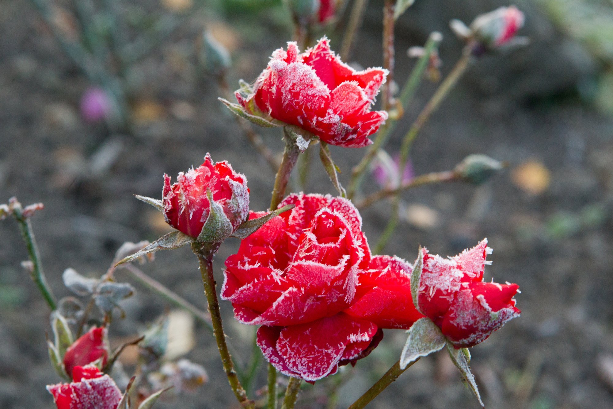 Esimeste öökülmade eest tasub taimi aias kaitsta, selleks on mitmeid võimalusi